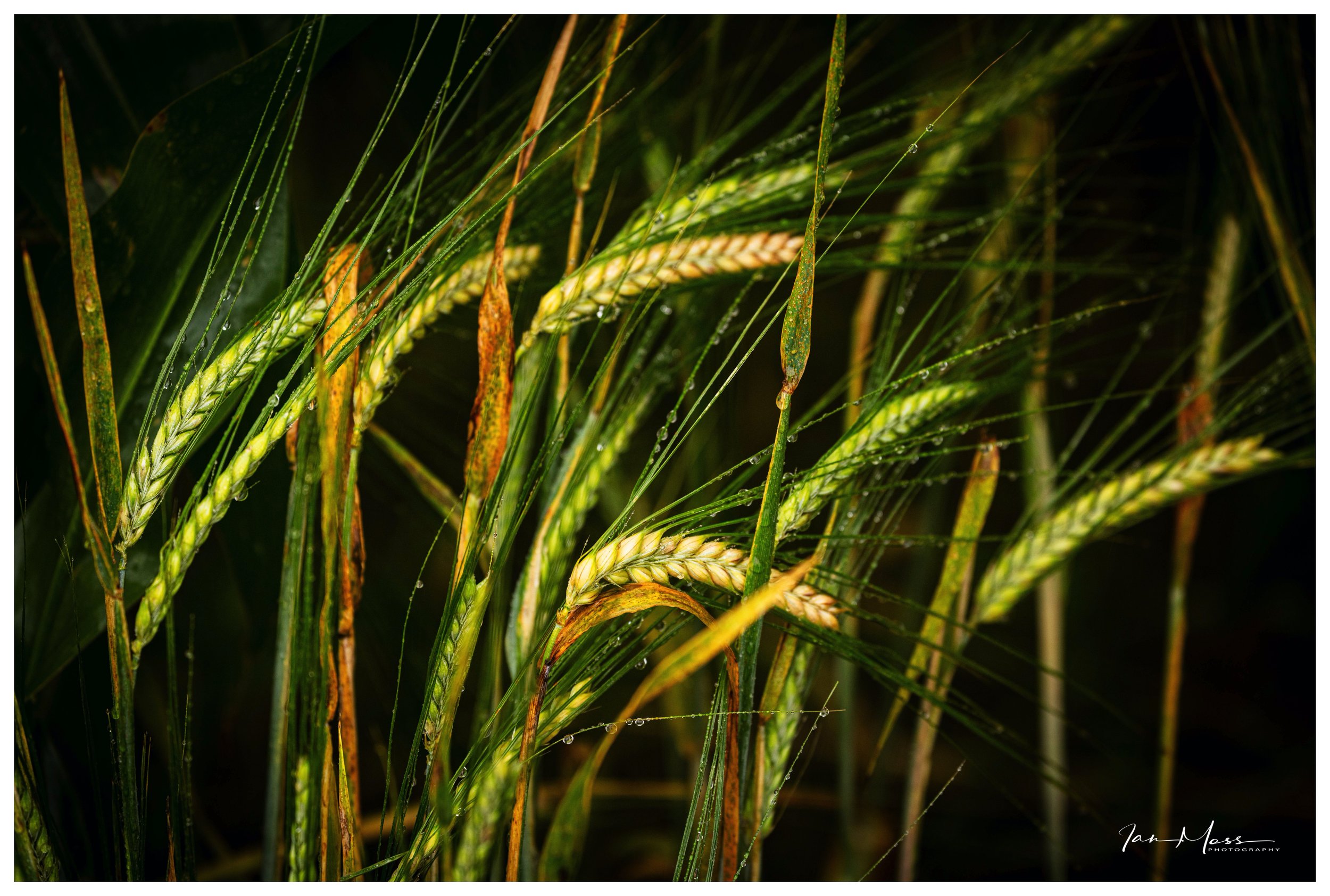 Lean into it lads & lasses