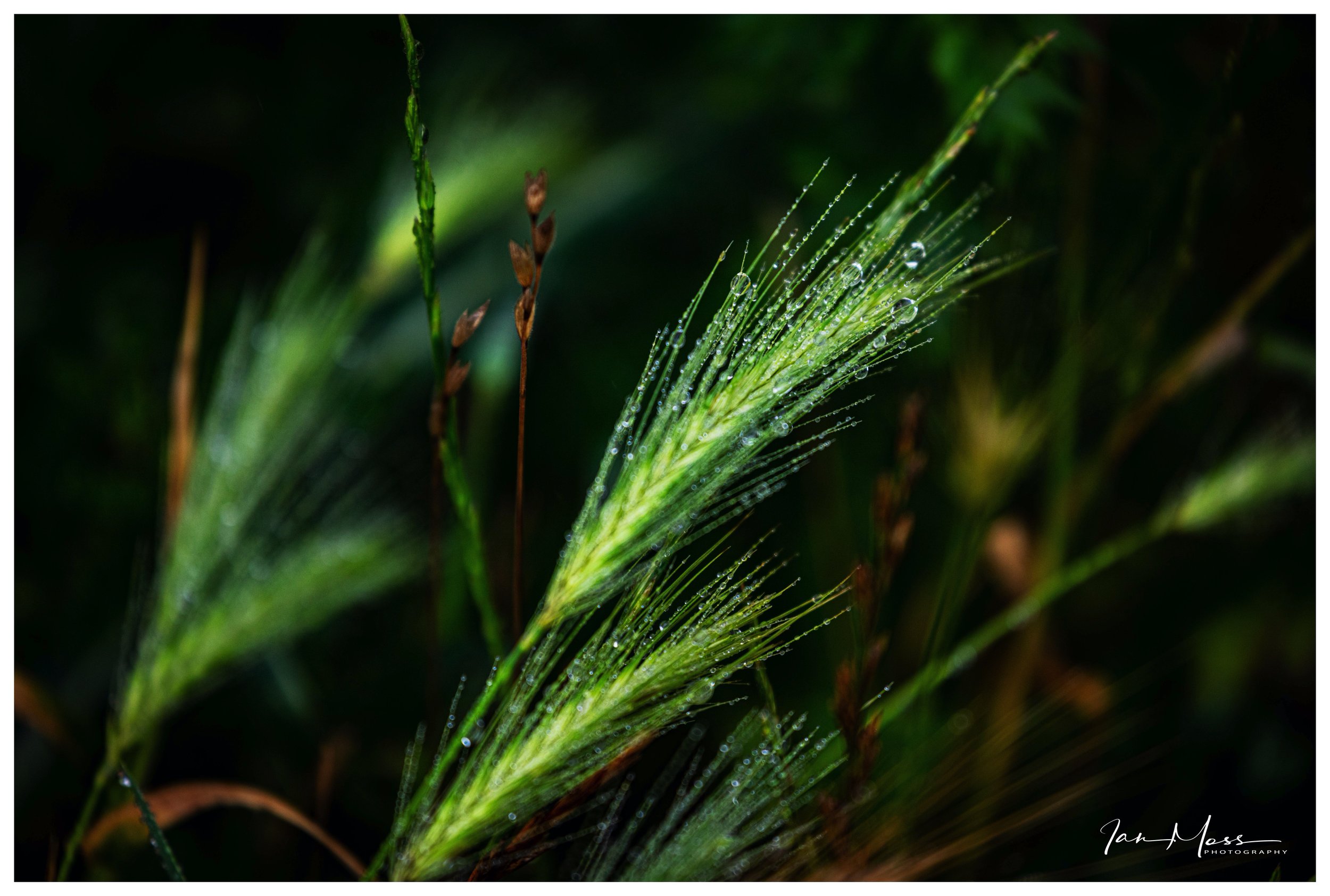 Barley able to stand