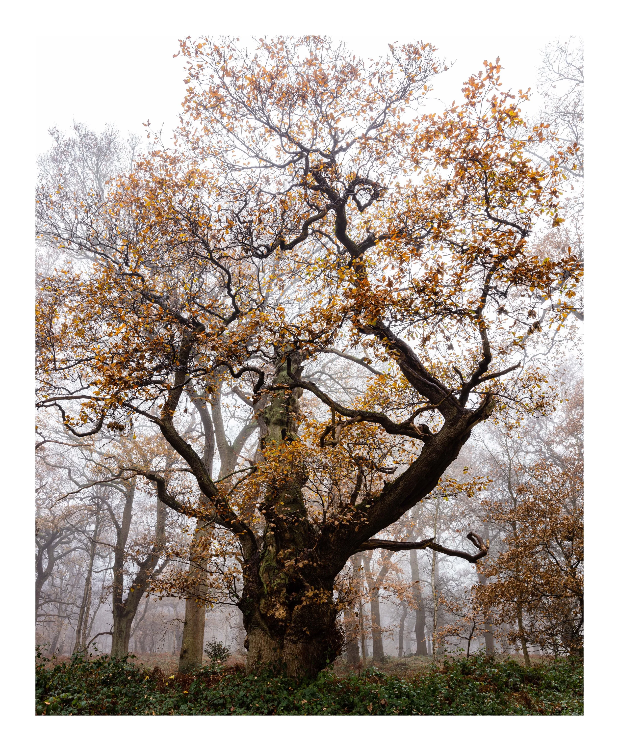 Life in the old dog yet