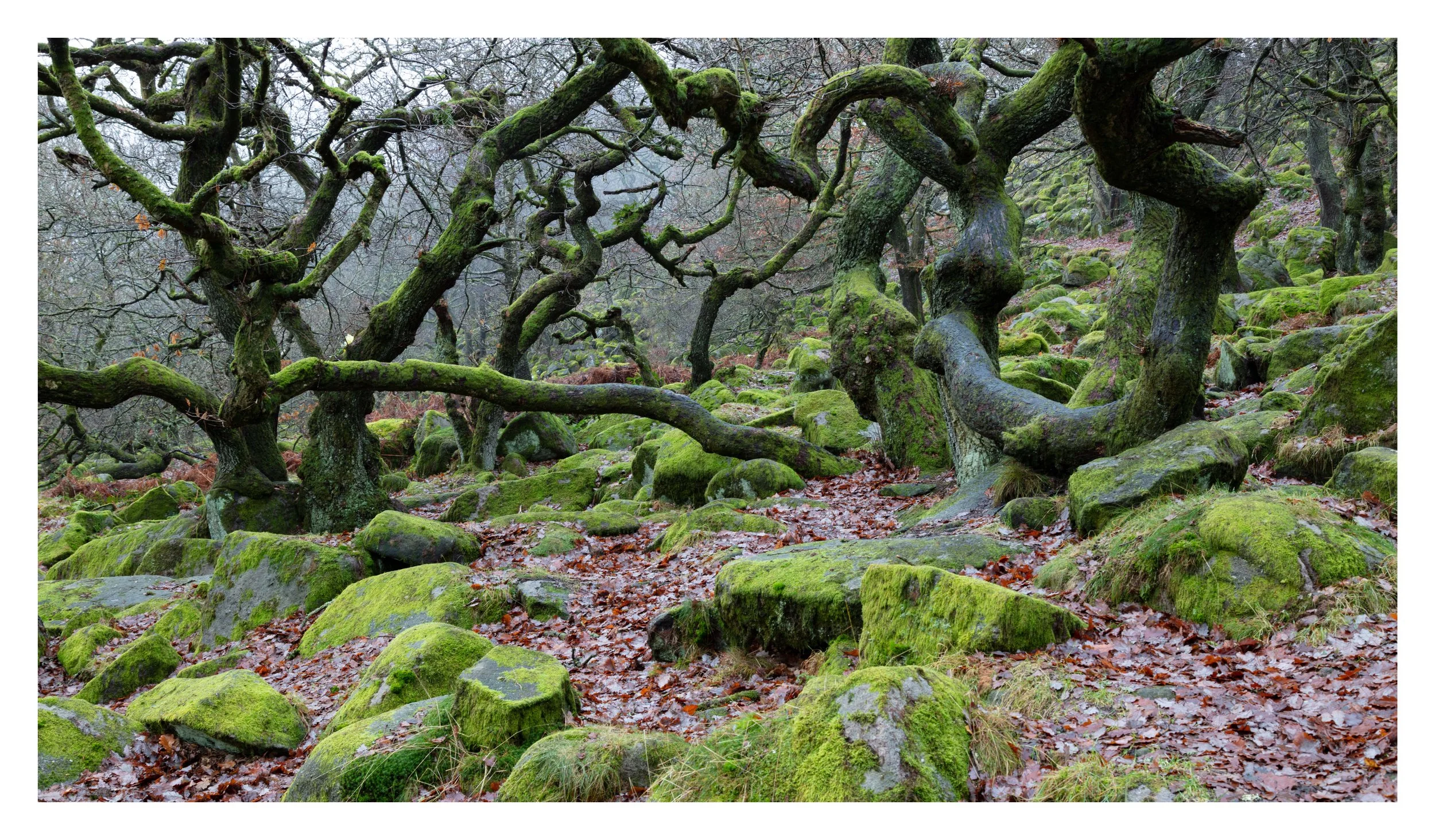 Battle for Middle Earth