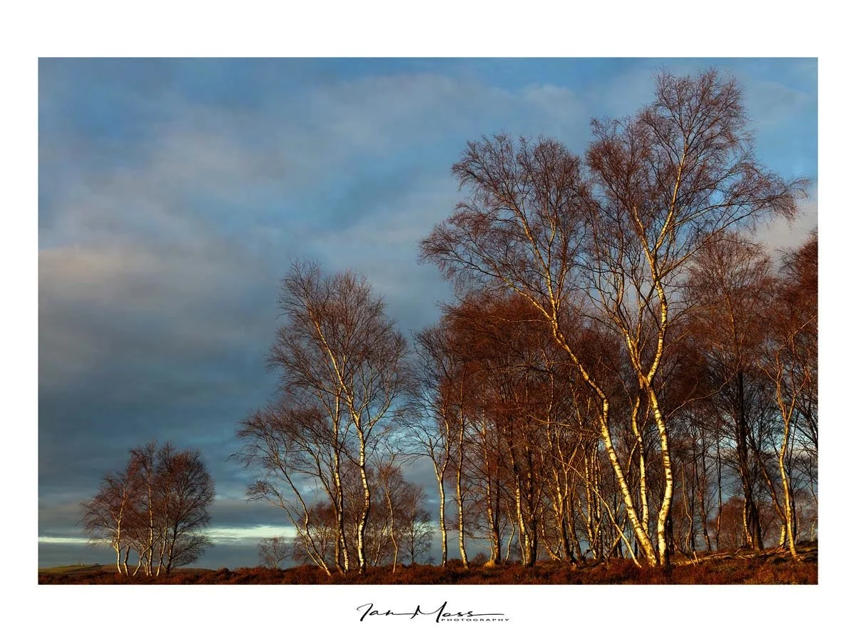 Birches near Millstone Edge