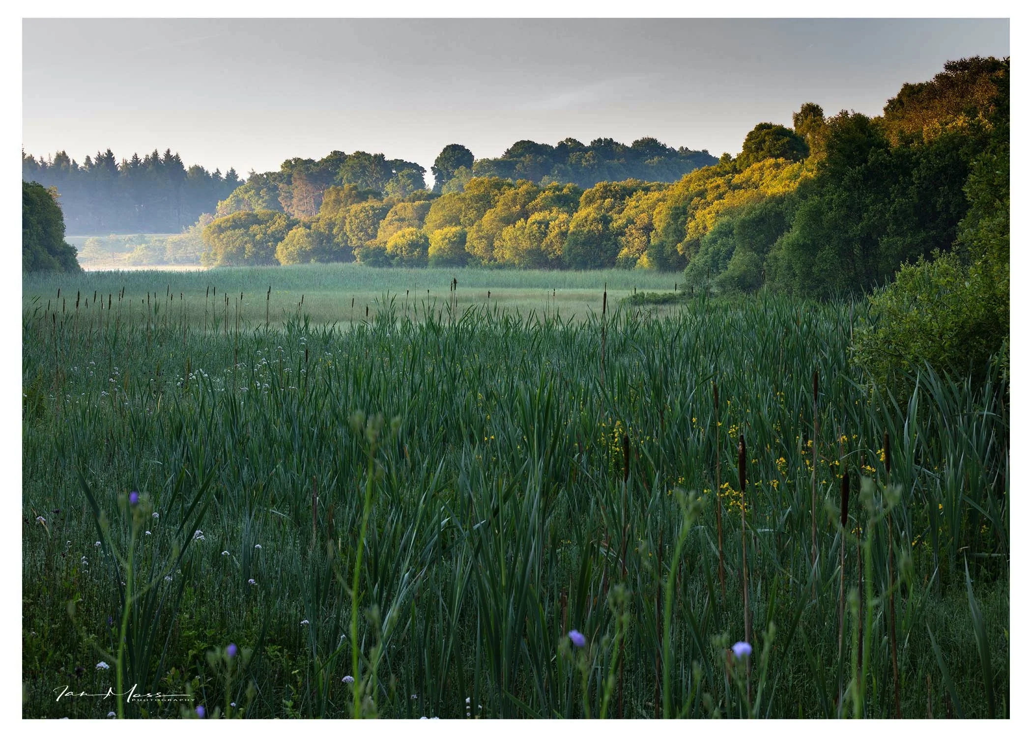 Reed Bed - Loch Ardinning