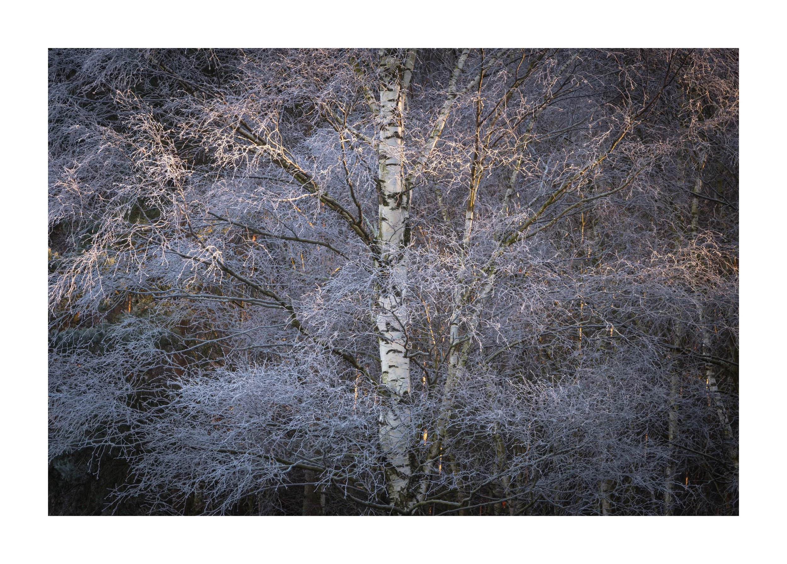 Beauty from the beast