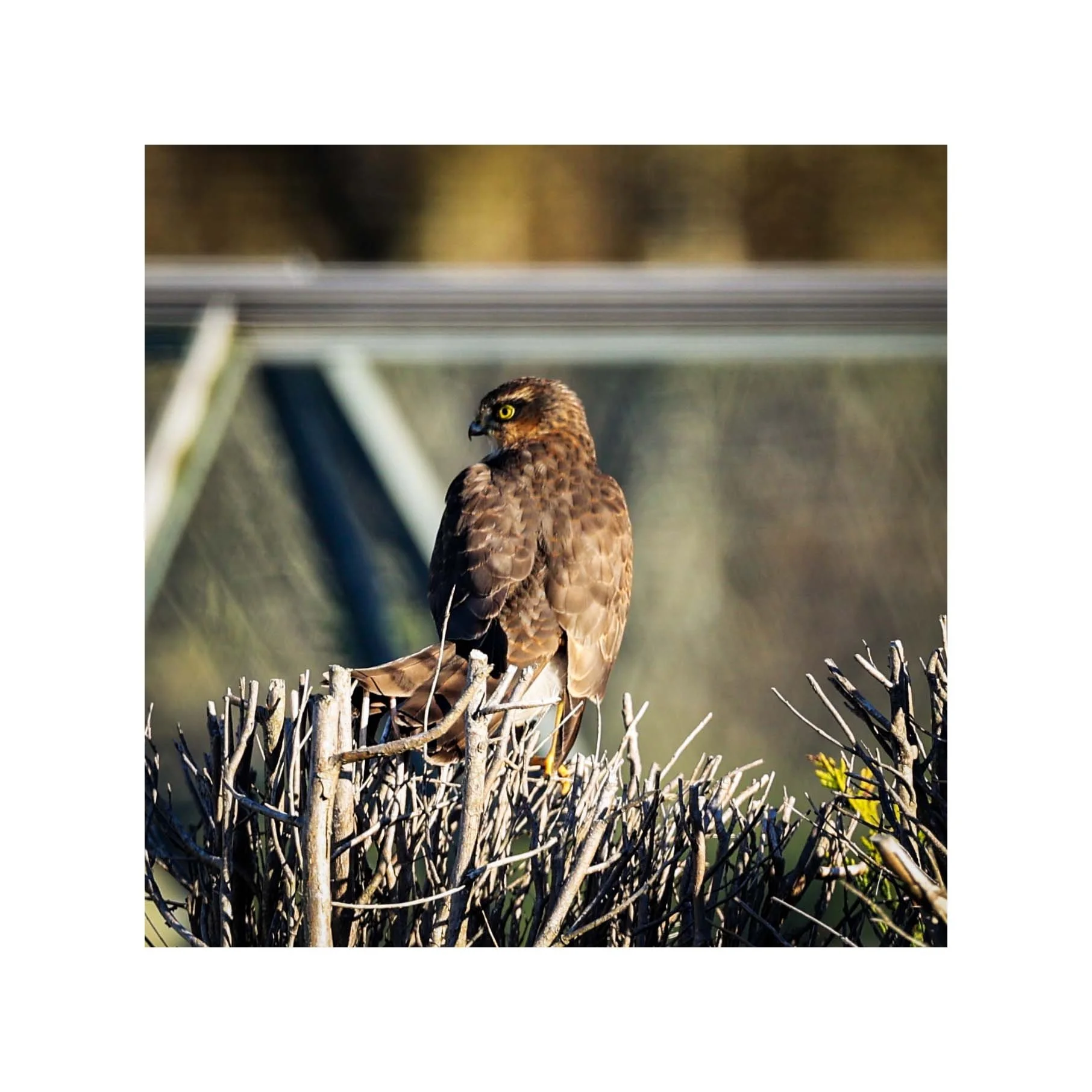 Sparrow Hawk