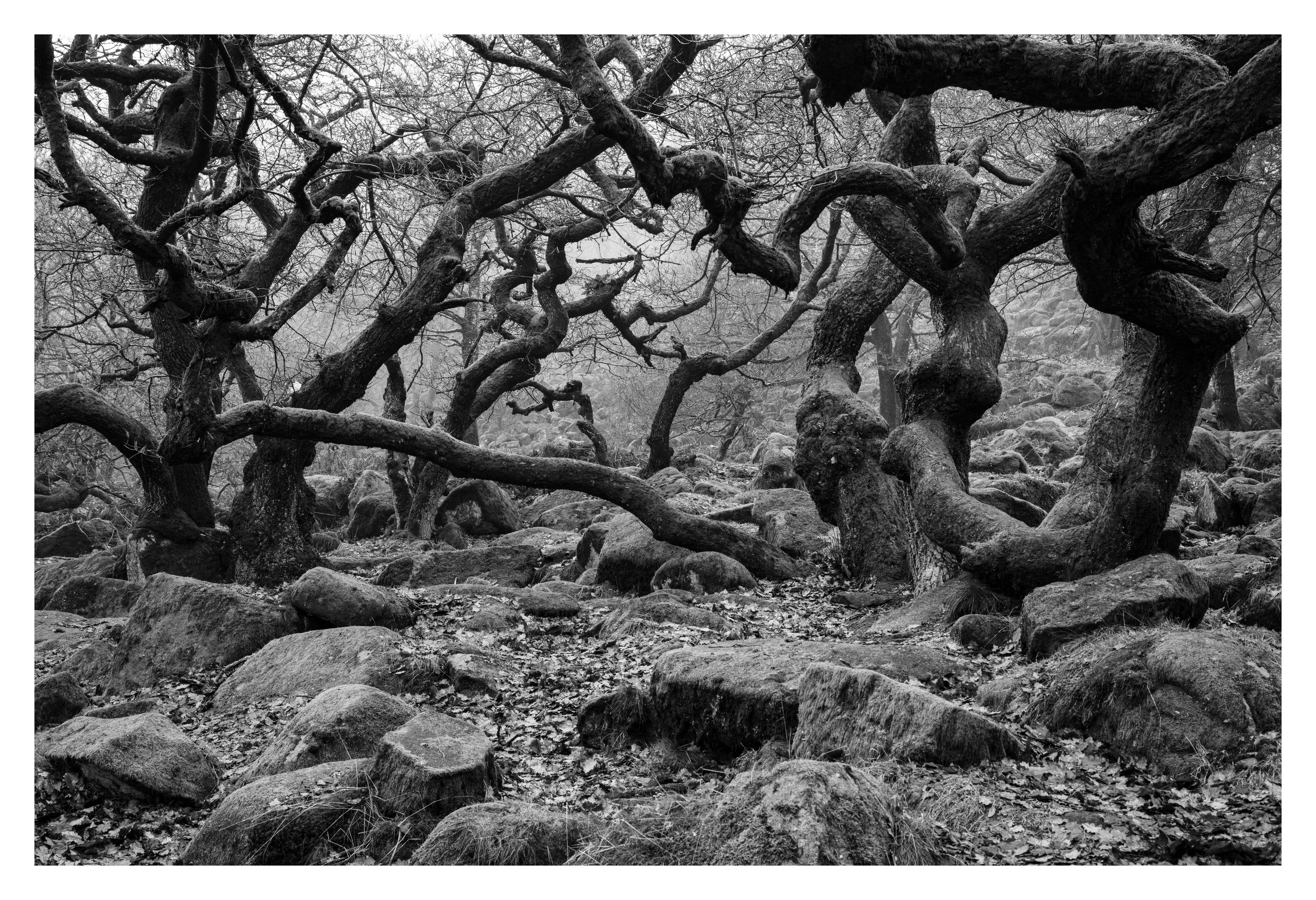 Battle for Middle Earth