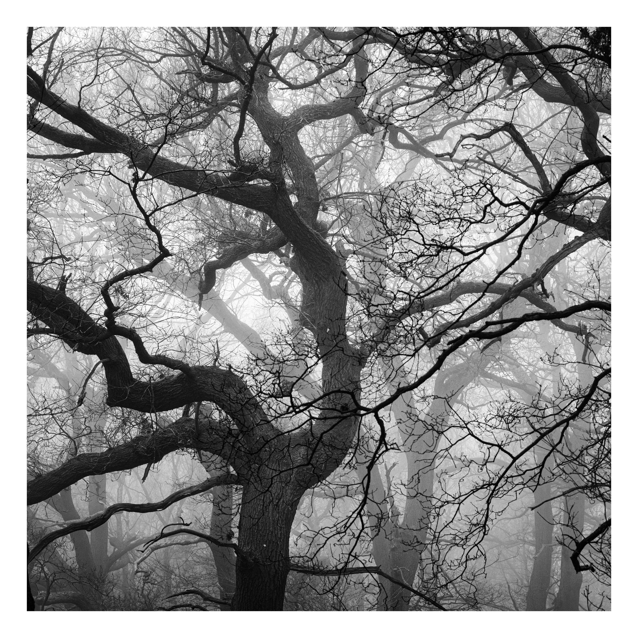 Van de Graaff ‘generated’