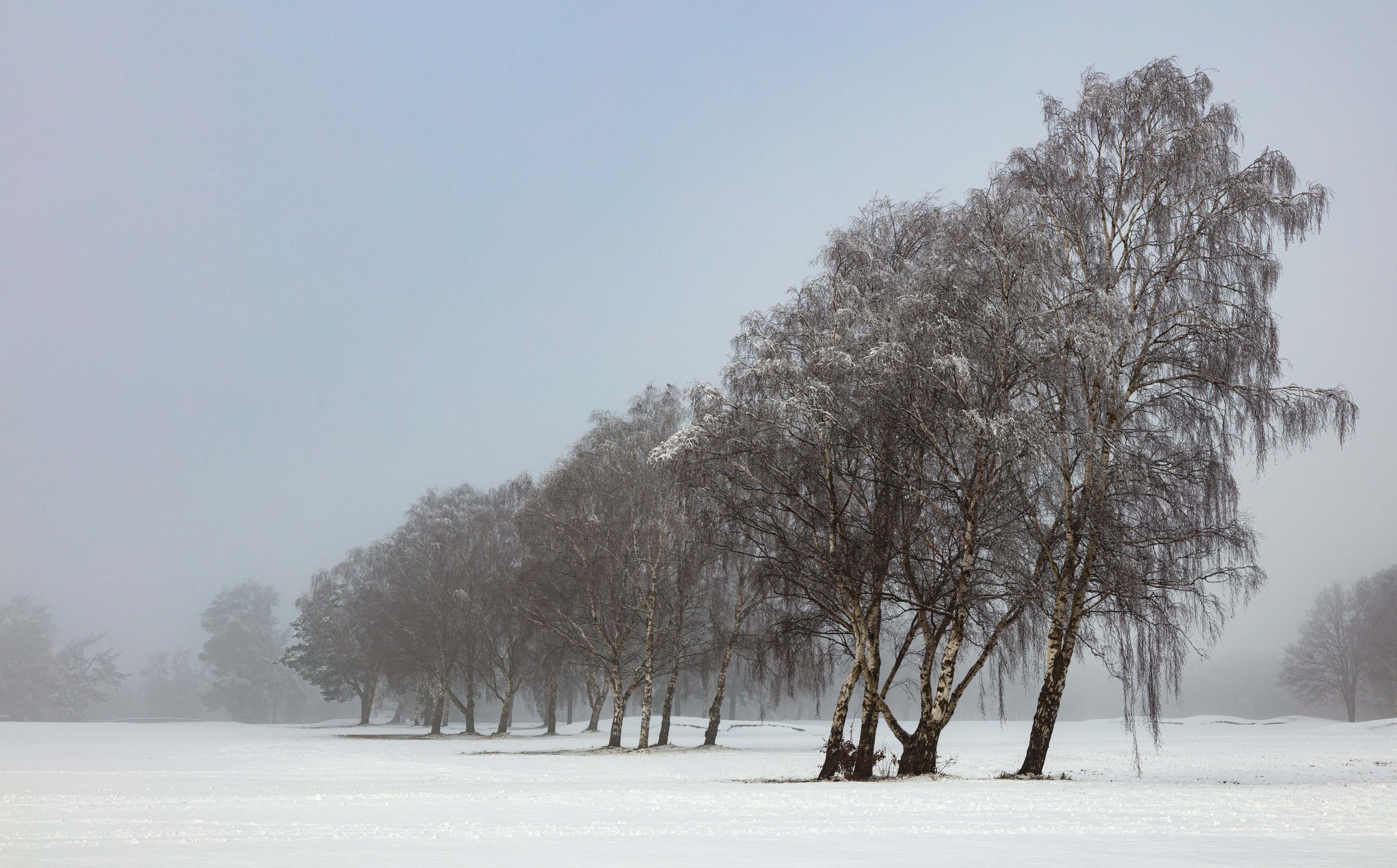 SFGC - Birches Dividing 6th and 16th Winter