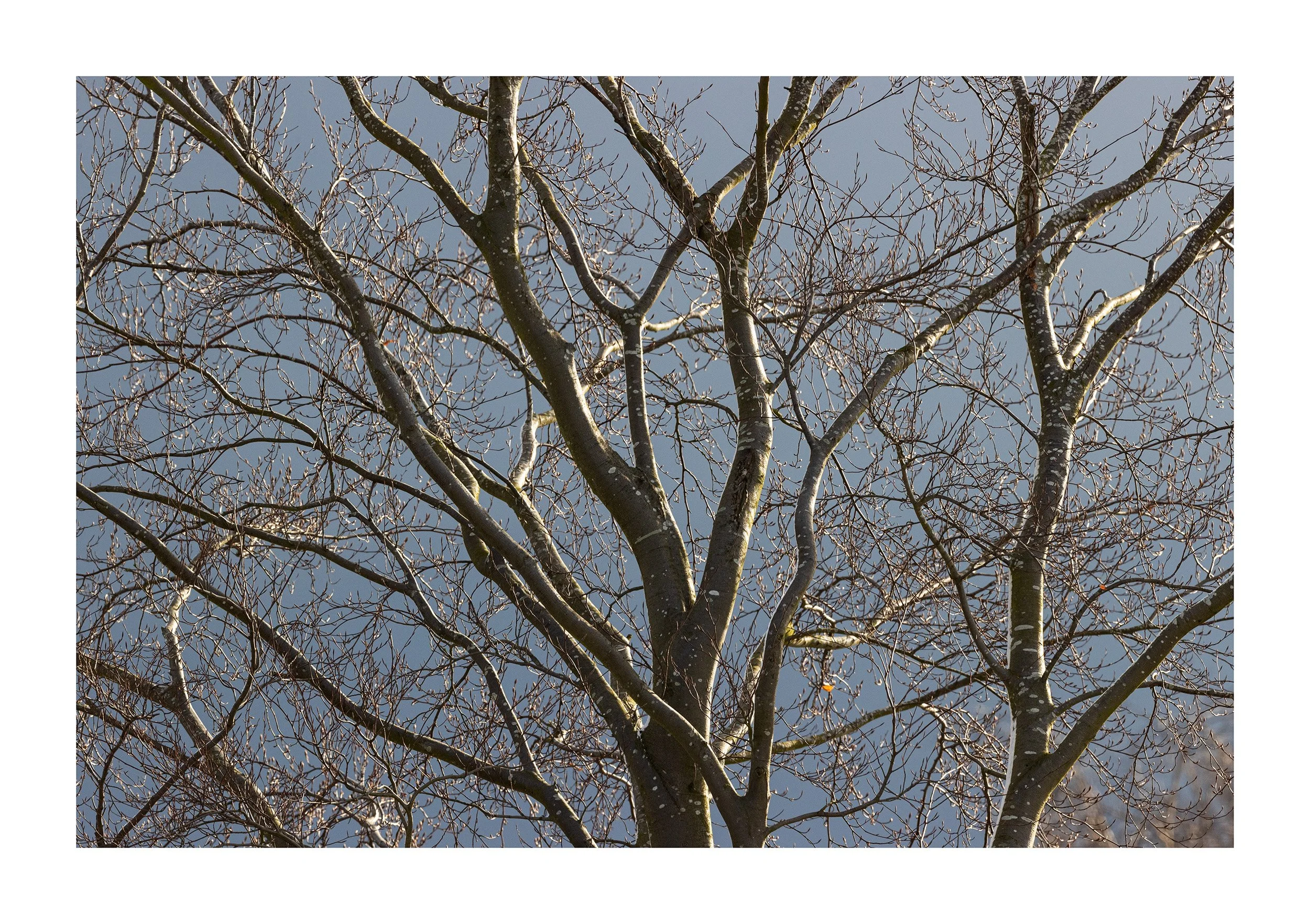 Spring Snow Sprinkles