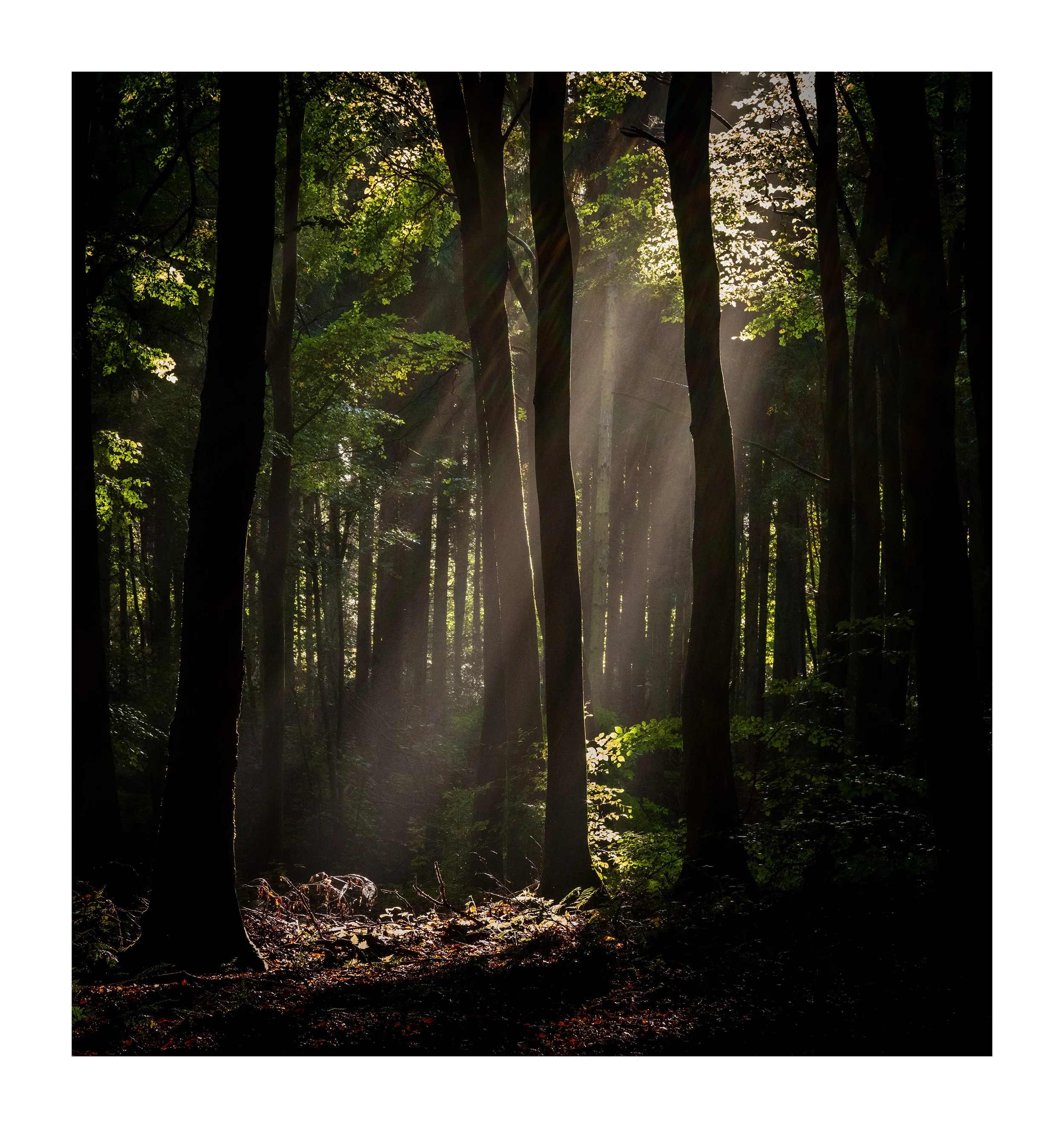 20221010_Thieves Wood_78.jpg