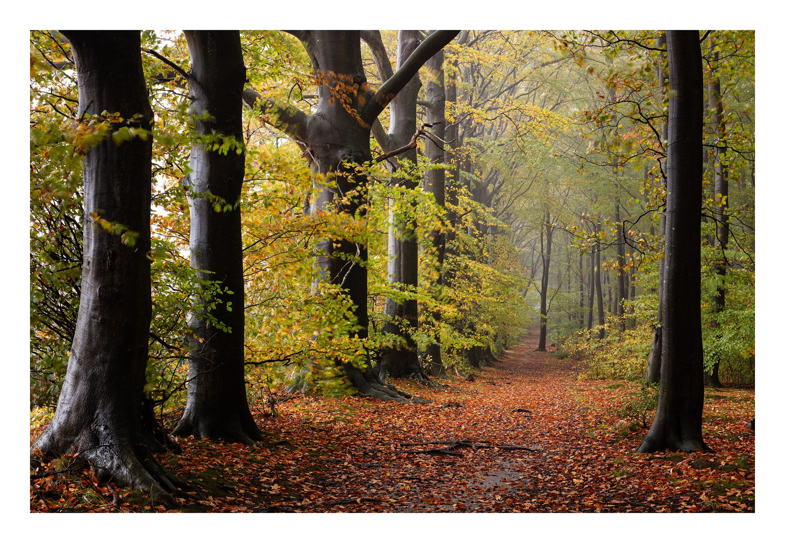 20221021_Thieves Wood_20.jpg