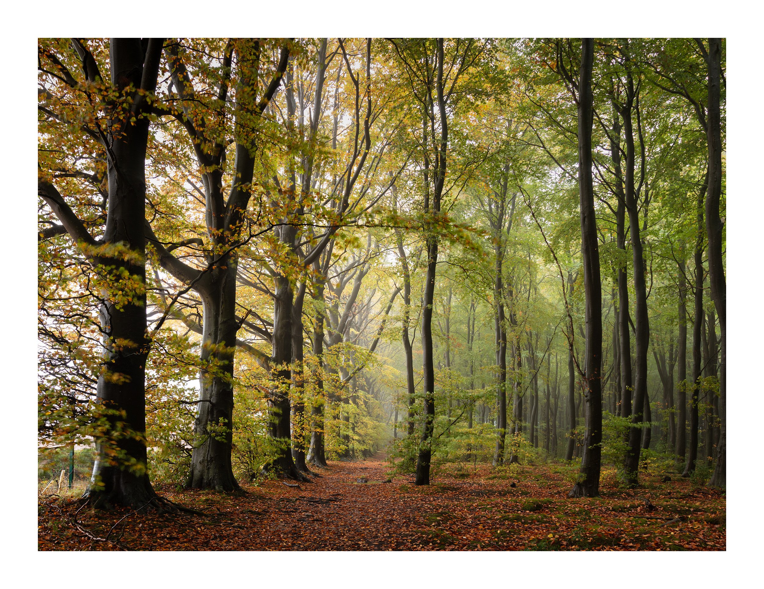 20221021_Thieves Wood_22-Edit.jpg