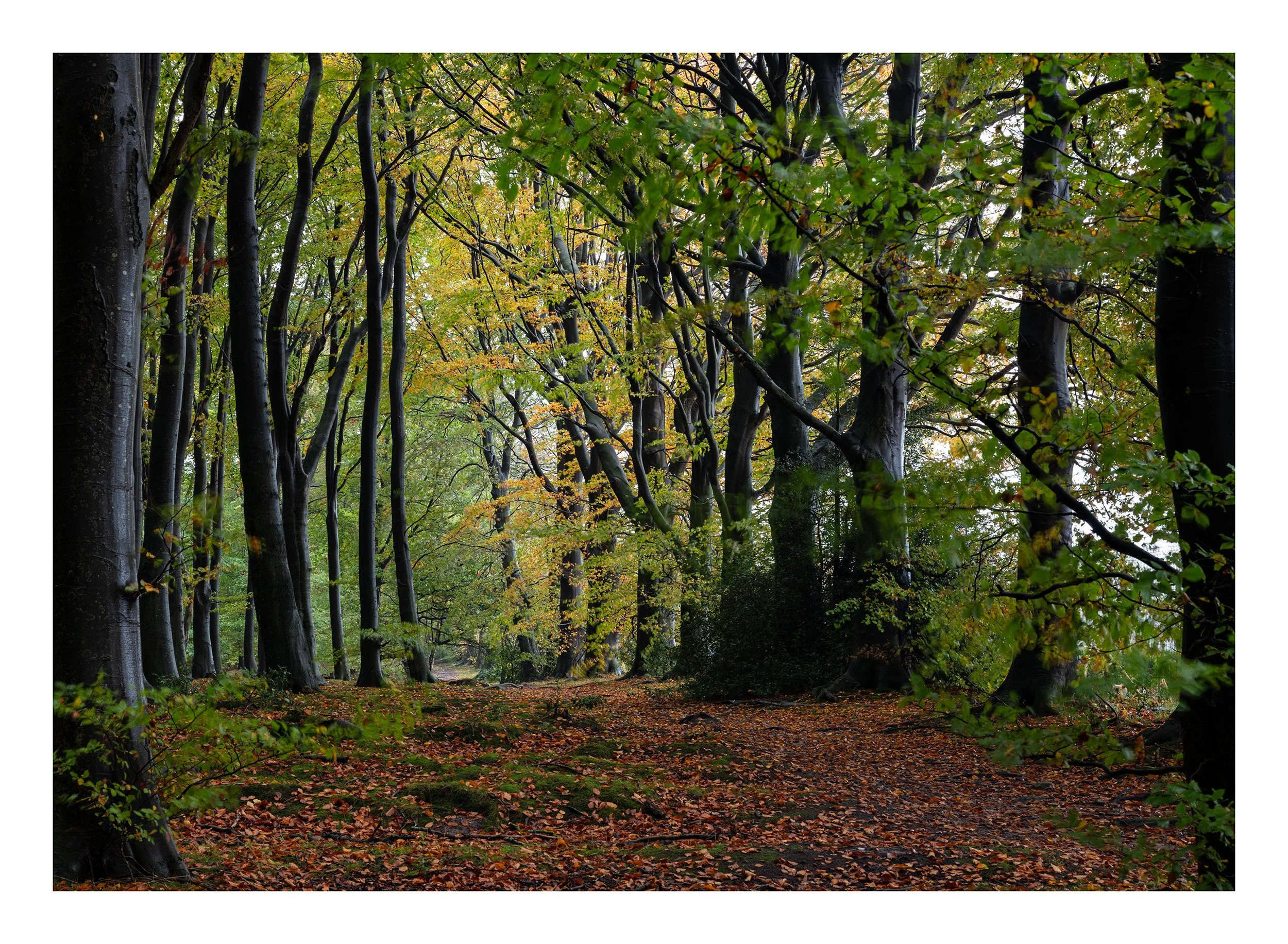 20221021_Thieves Wood_28.jpg