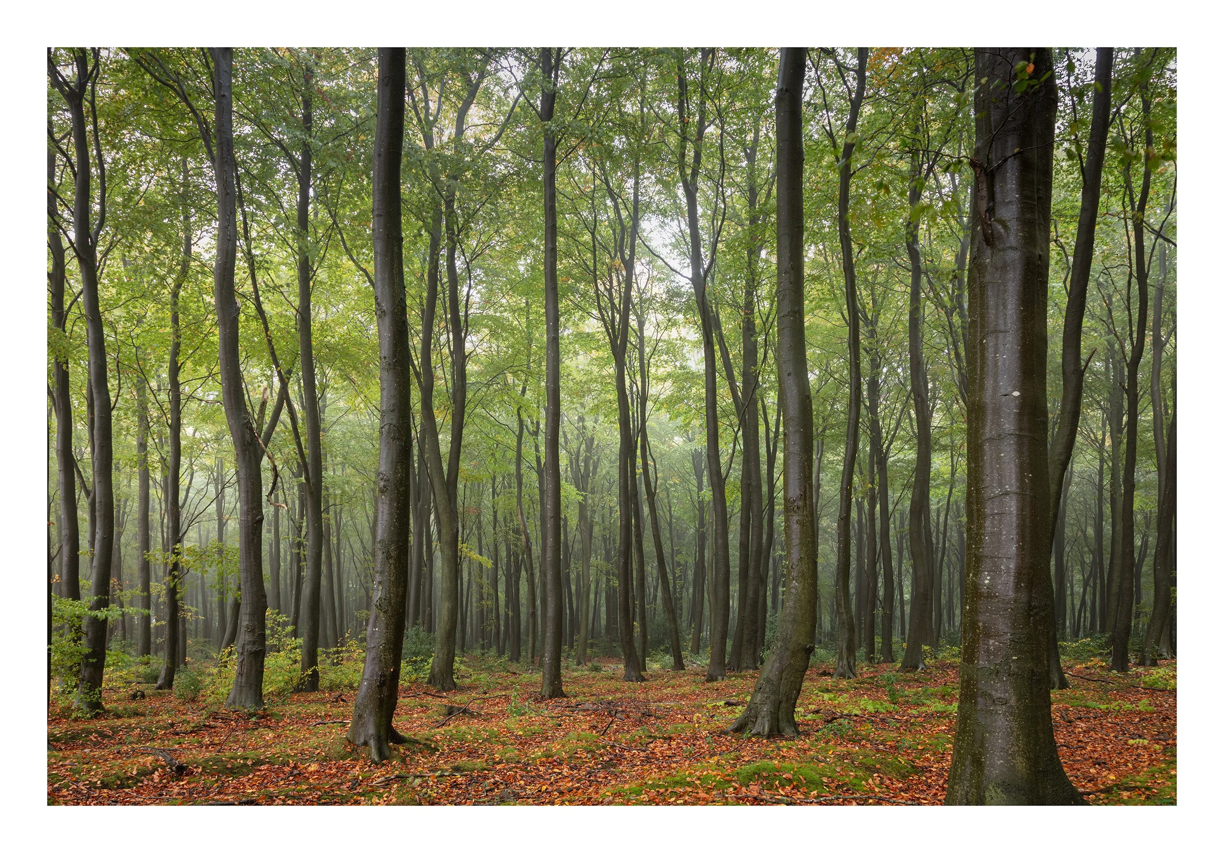 20221021_Thieves Wood_38.jpg