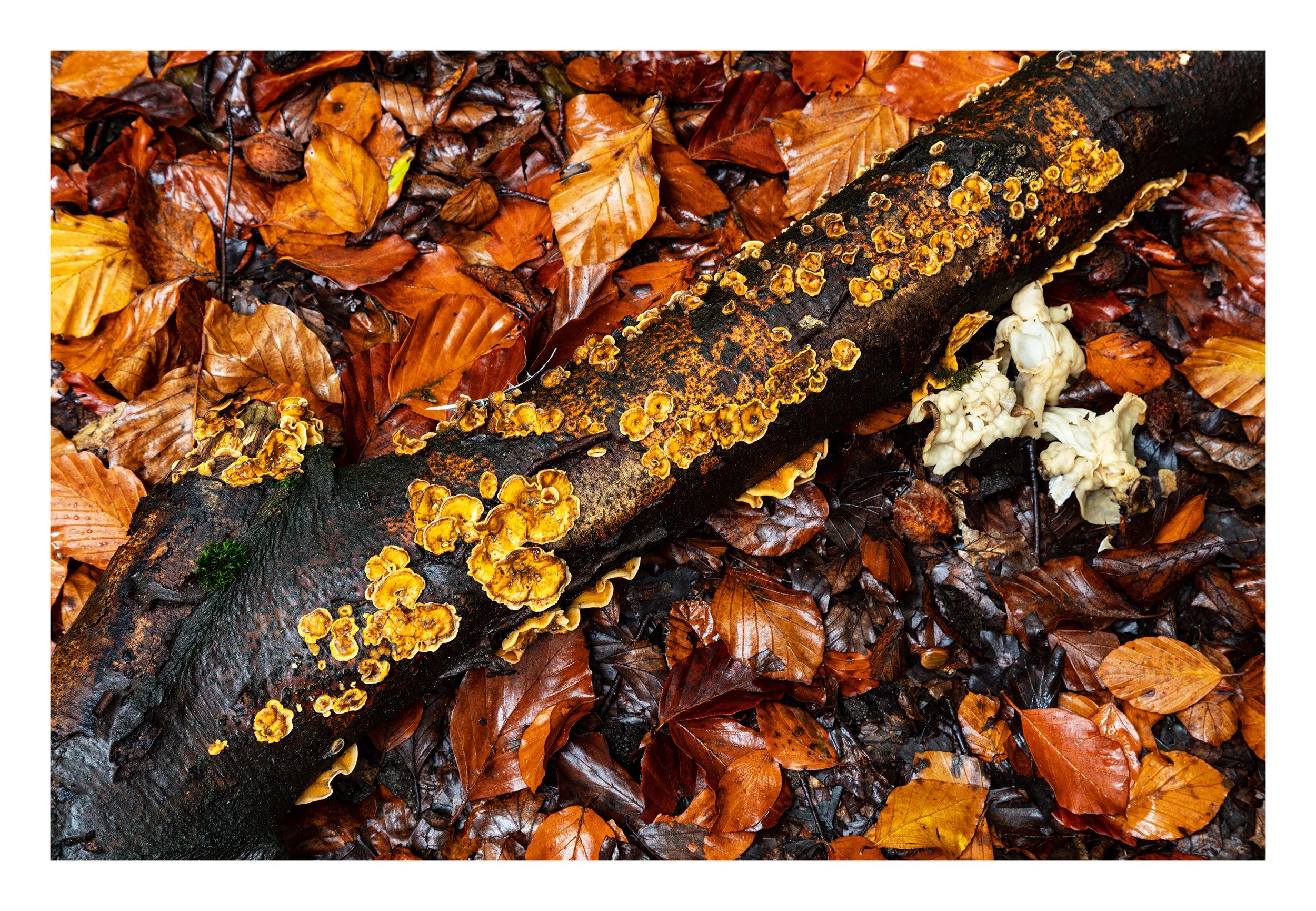 20221021_Thieves Wood_57.jpg