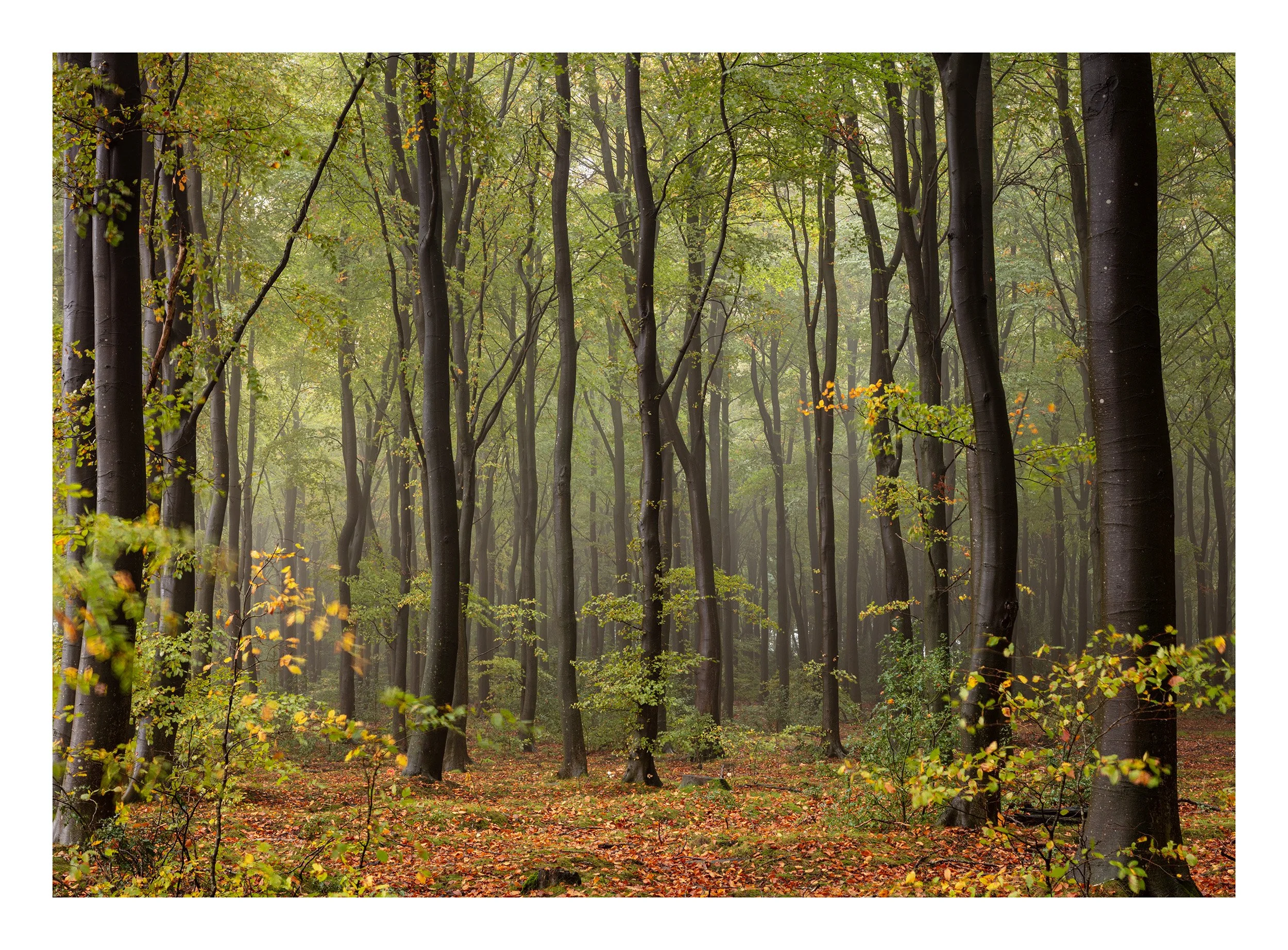 20221021_Thieves Wood_60.jpg