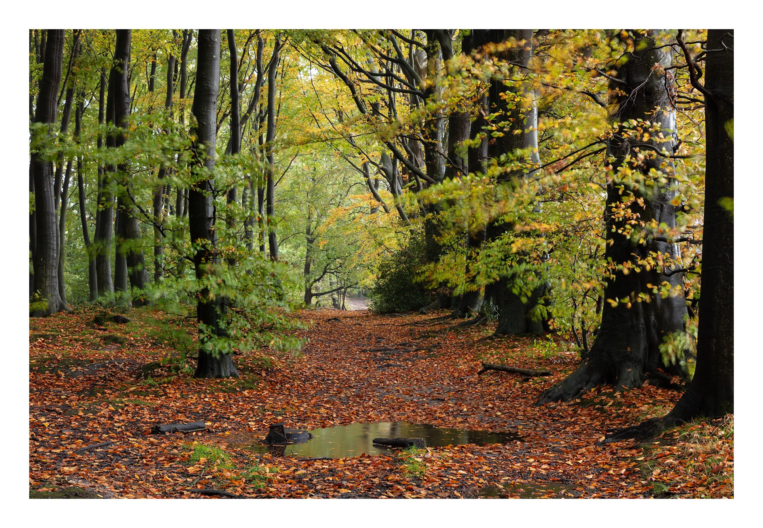 20221021_Thieves Wood_61.jpg