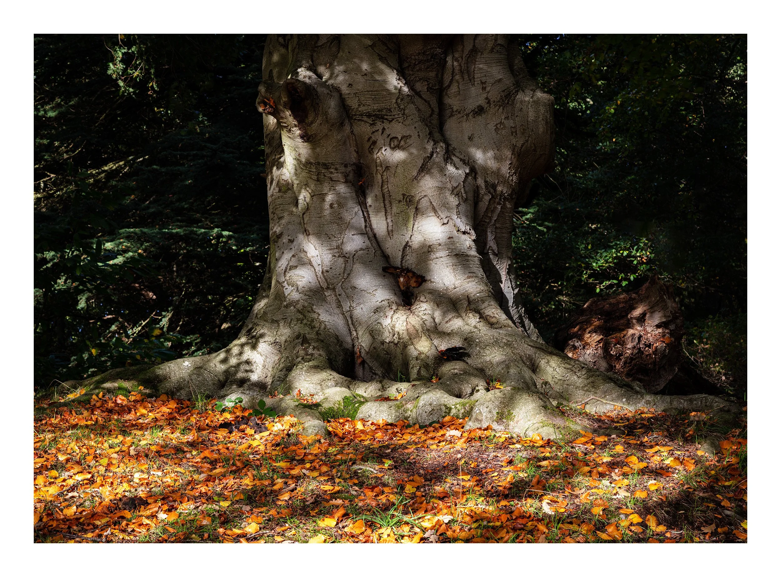 20221028_Clumber Park_168.jpg