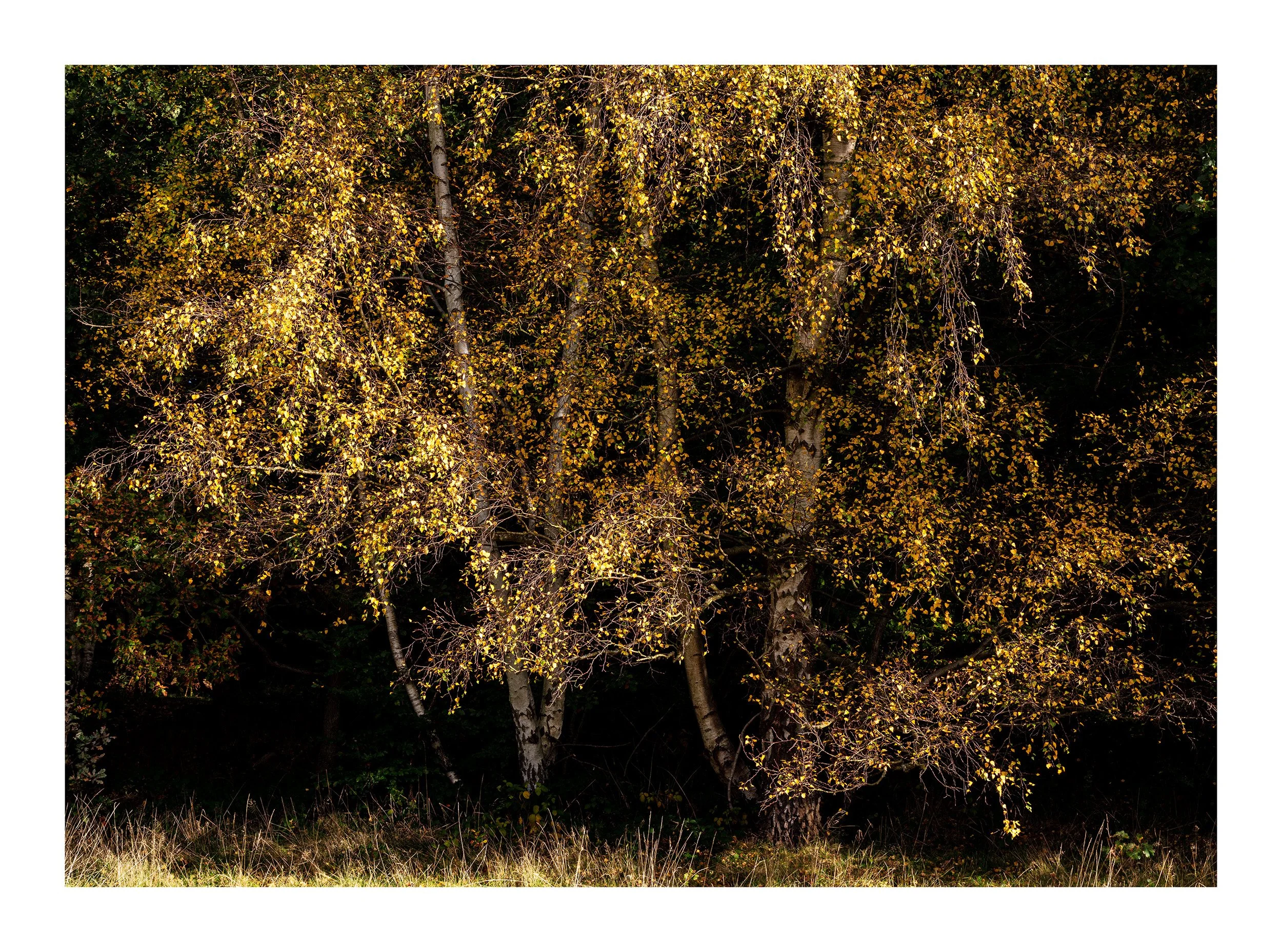 20221028_Clumber Park_161.jpg