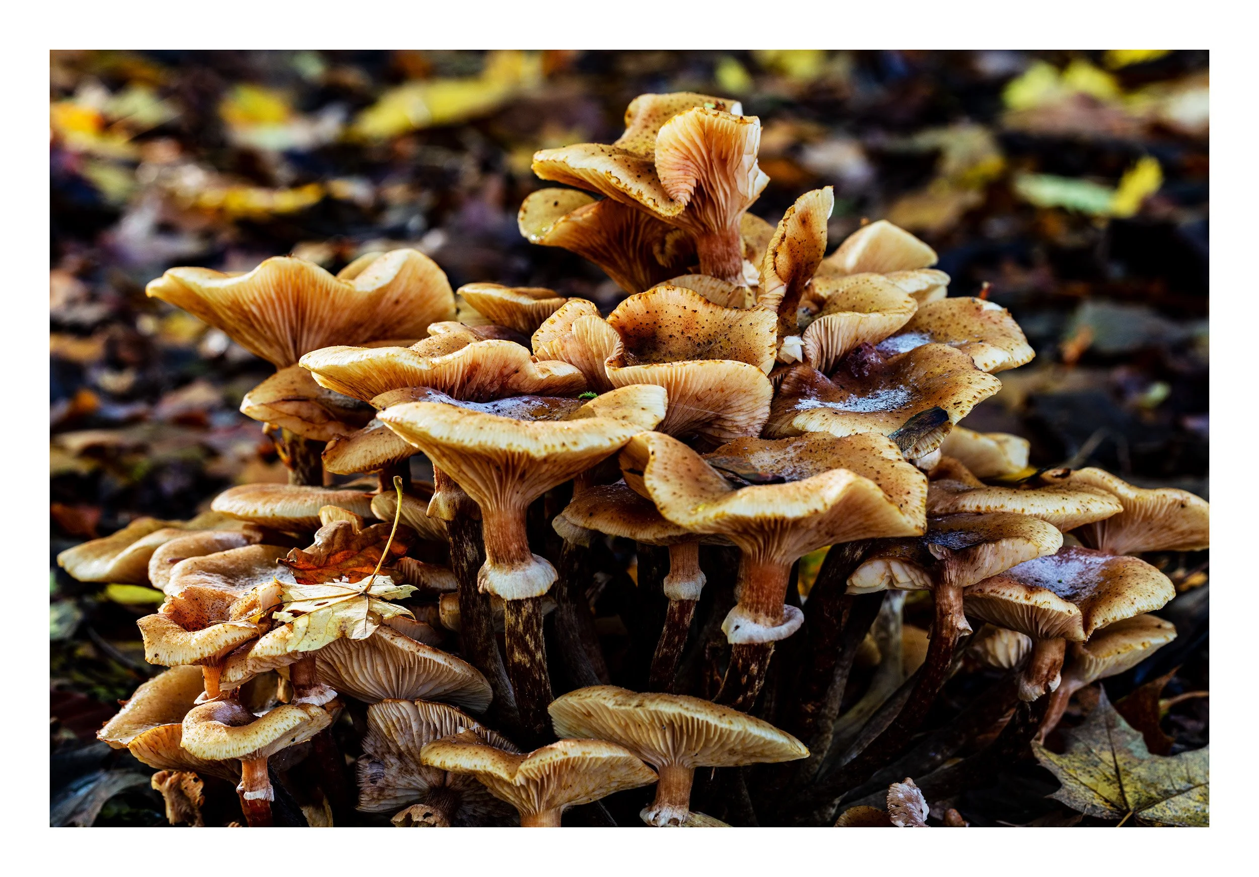 20221028_Clumber Park_116.jpg