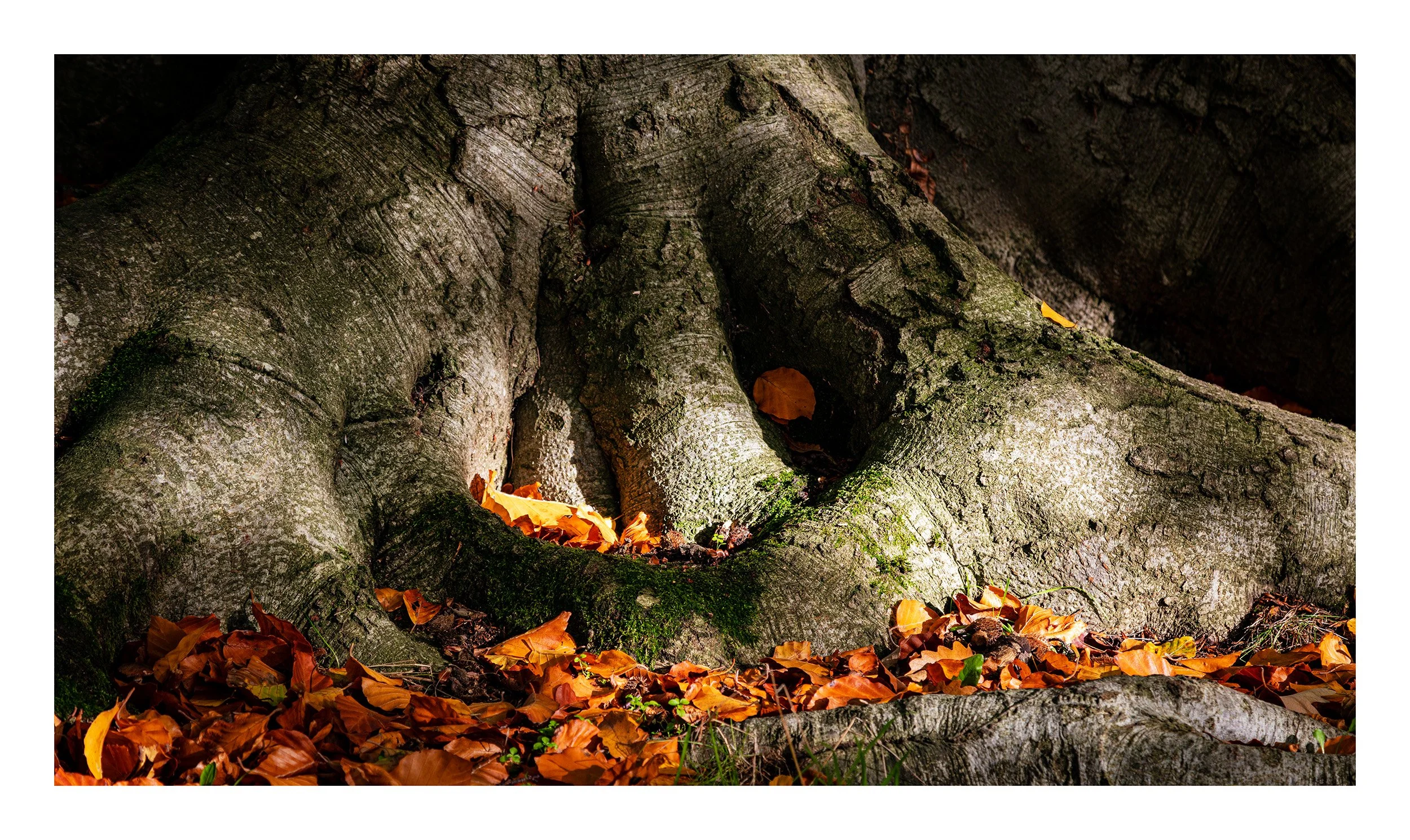 20221028_Clumber Park_63.jpg