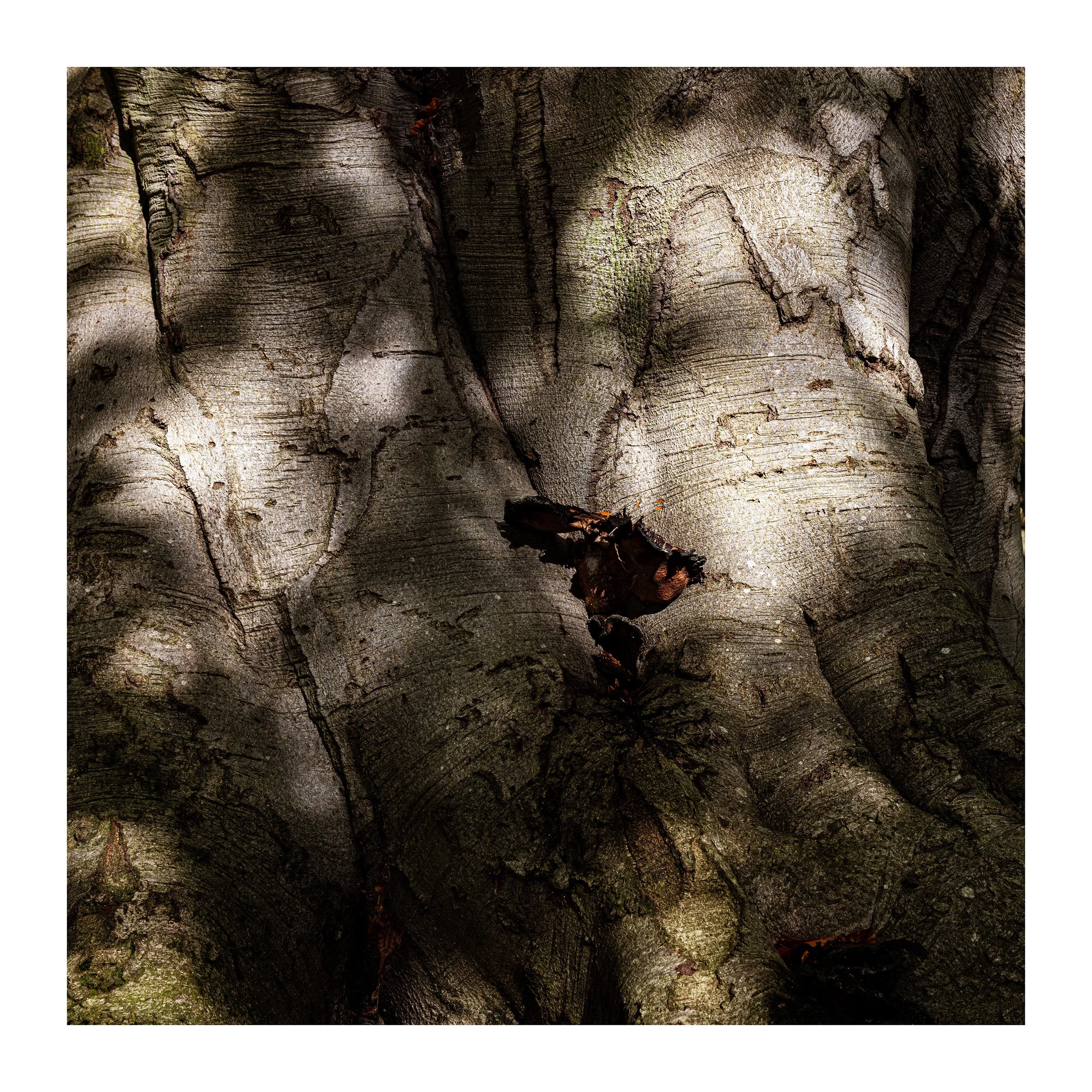 20221028_Clumber Park_58.jpg