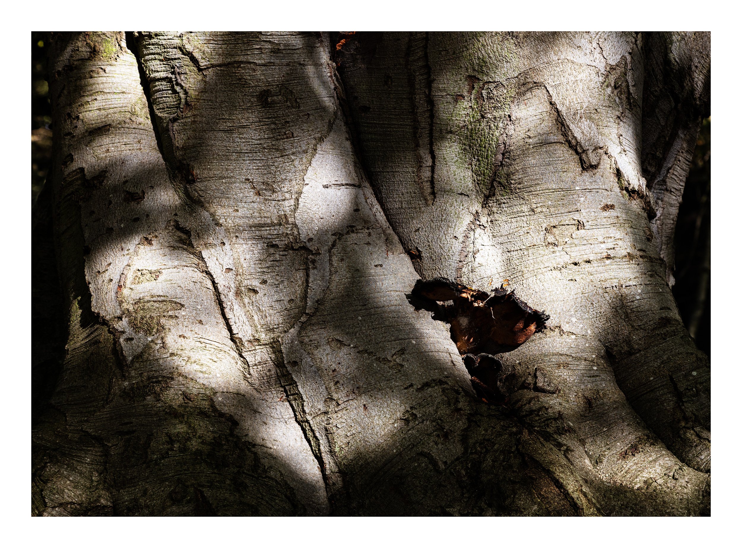 20221028_Clumber Park_57.jpg