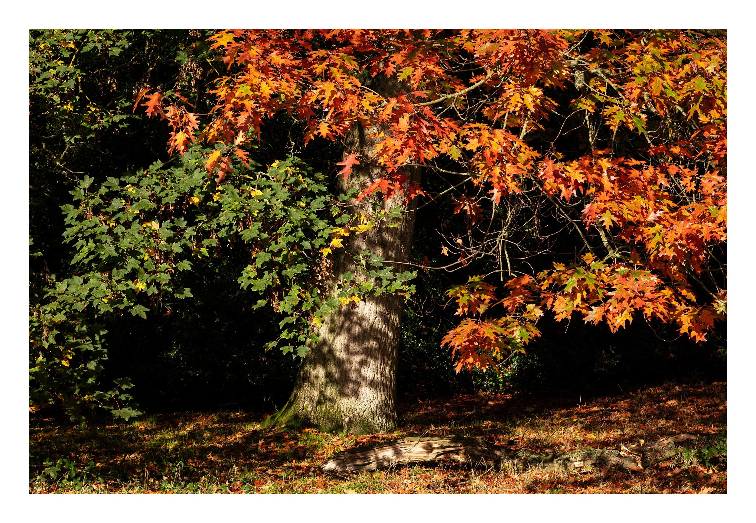 20221028_Clumber Park_34.jpg