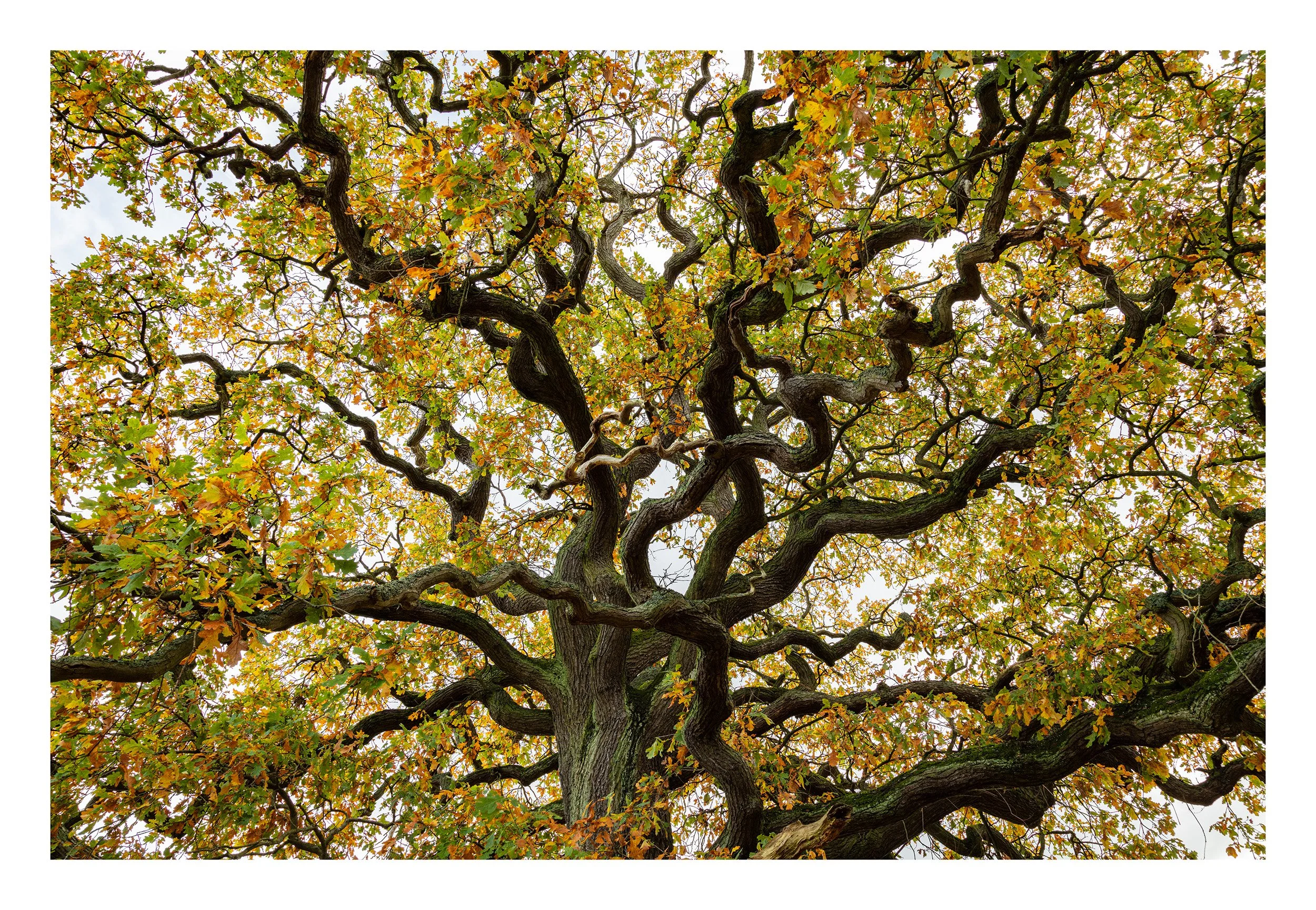 20221028_Clumber Park_27-2.jpg