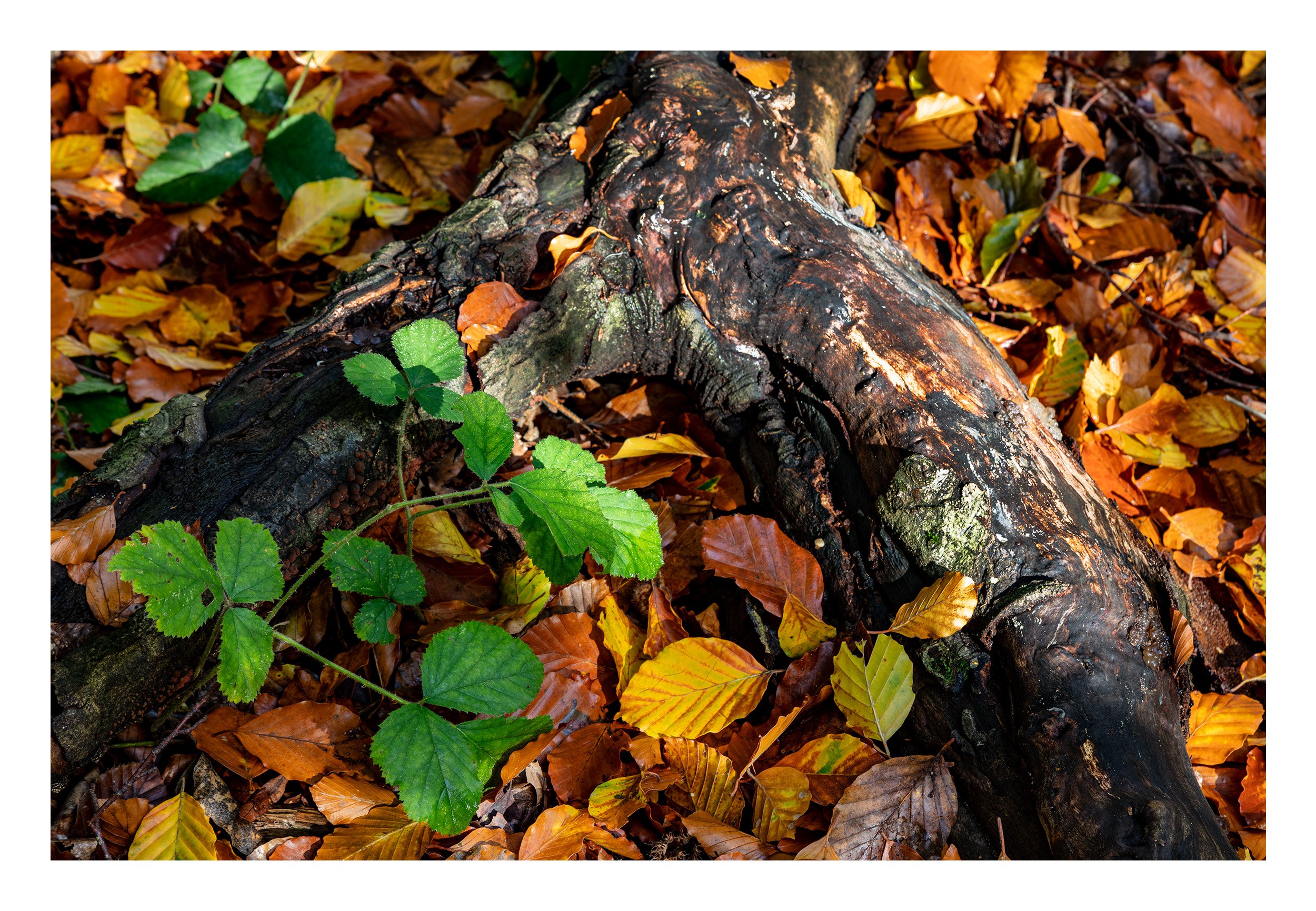 20221028_Clumber Park_101-HDR.jpg