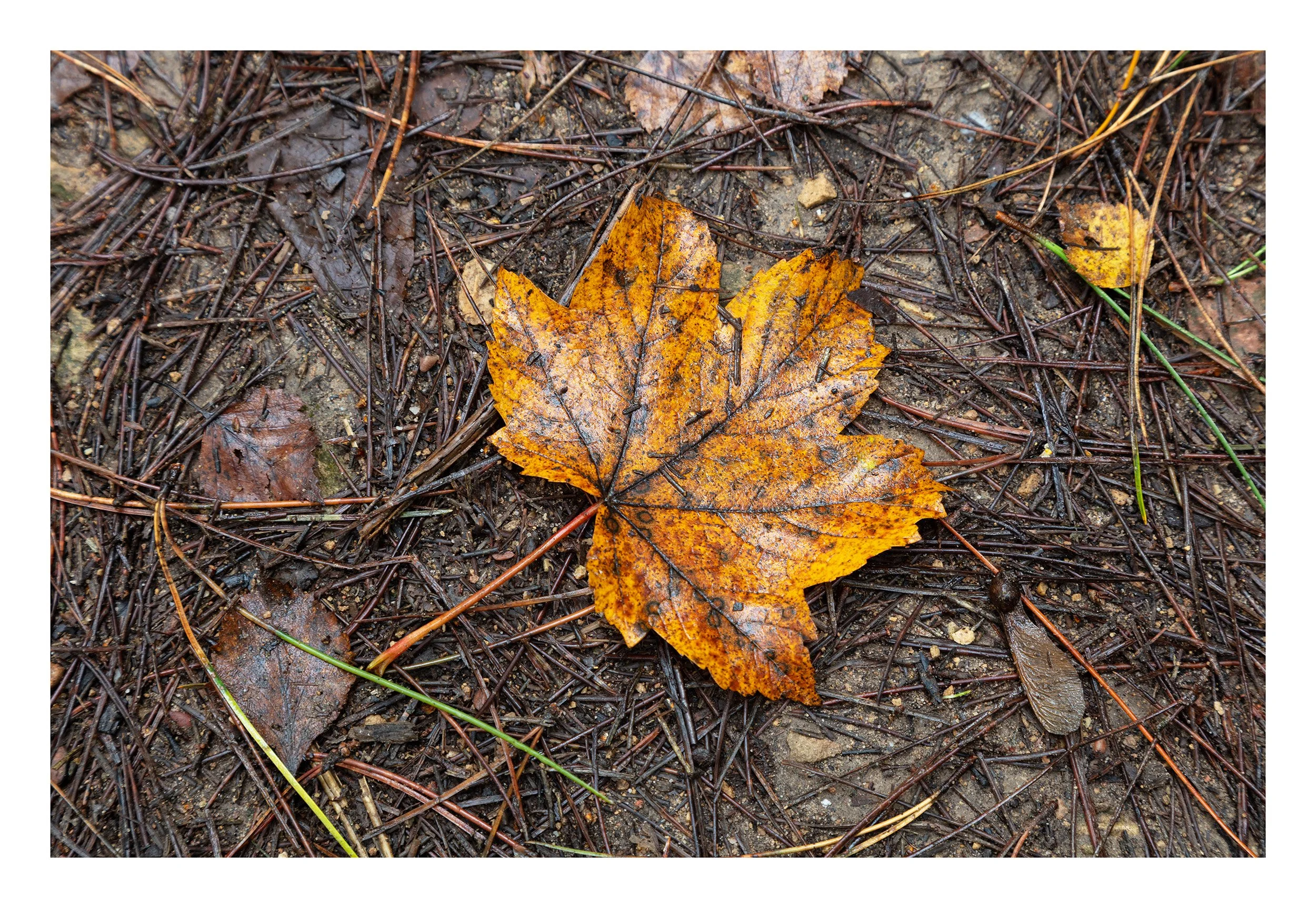 20221106_Thieves Wood_72.jpg