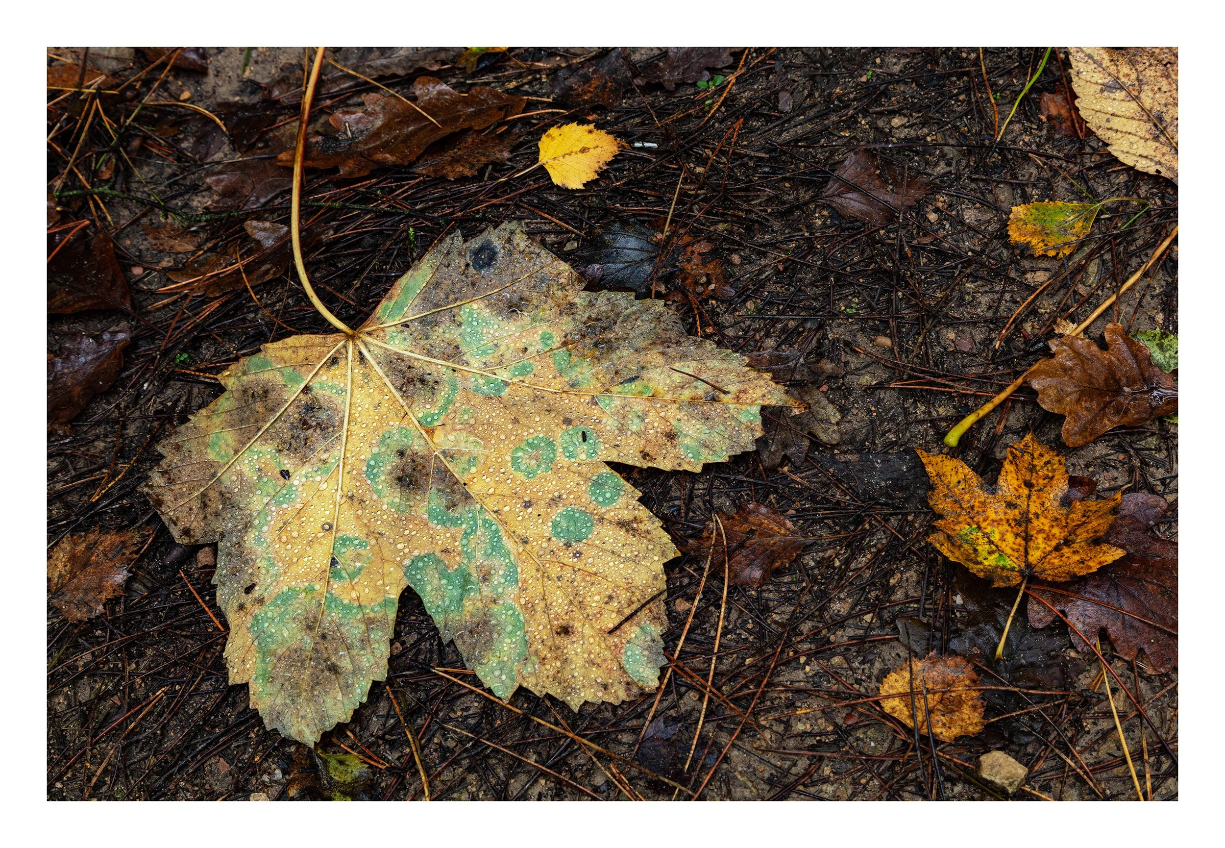 20221106_Thieves Wood_69.jpg