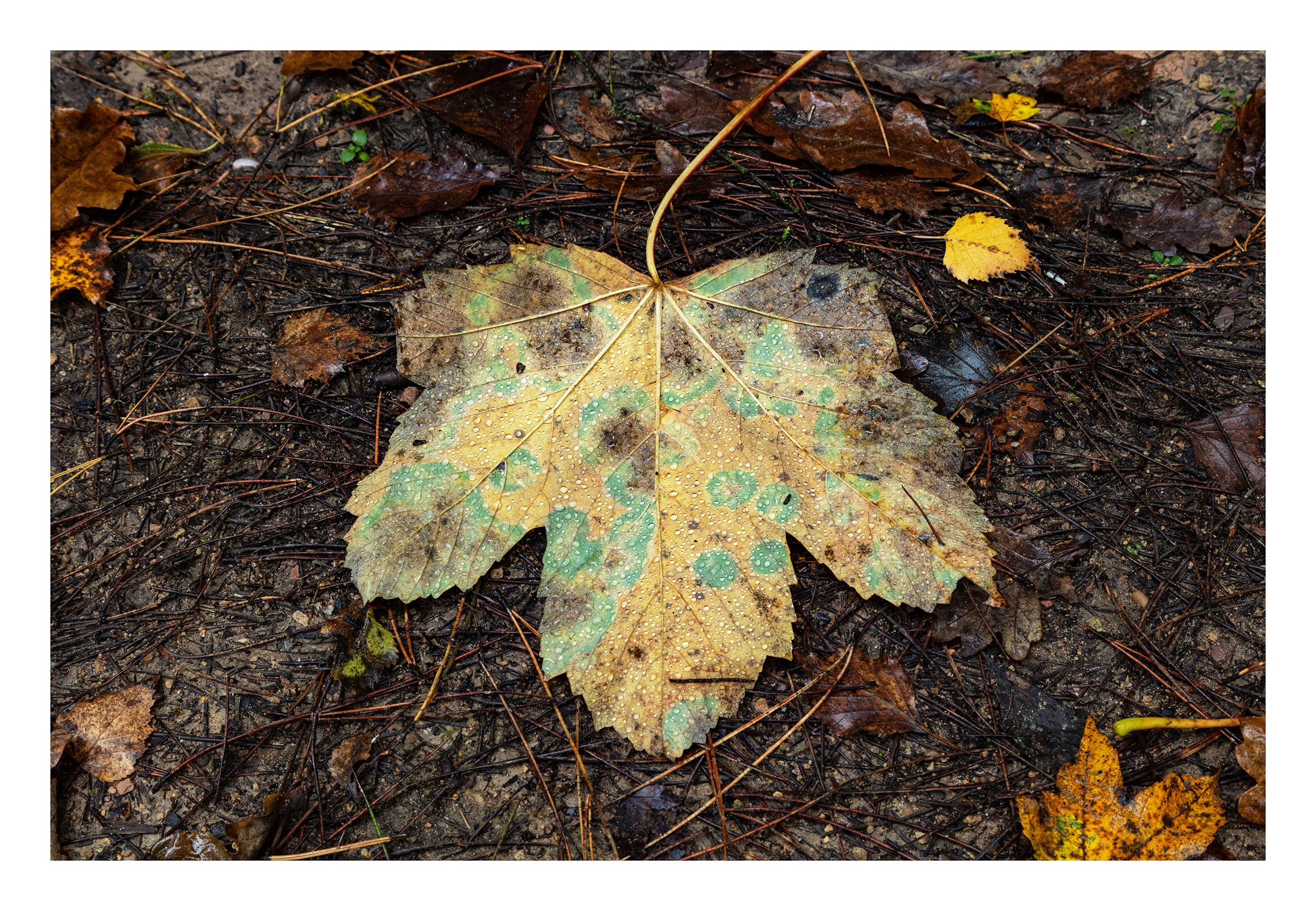 20221106_Thieves Wood_68.jpg