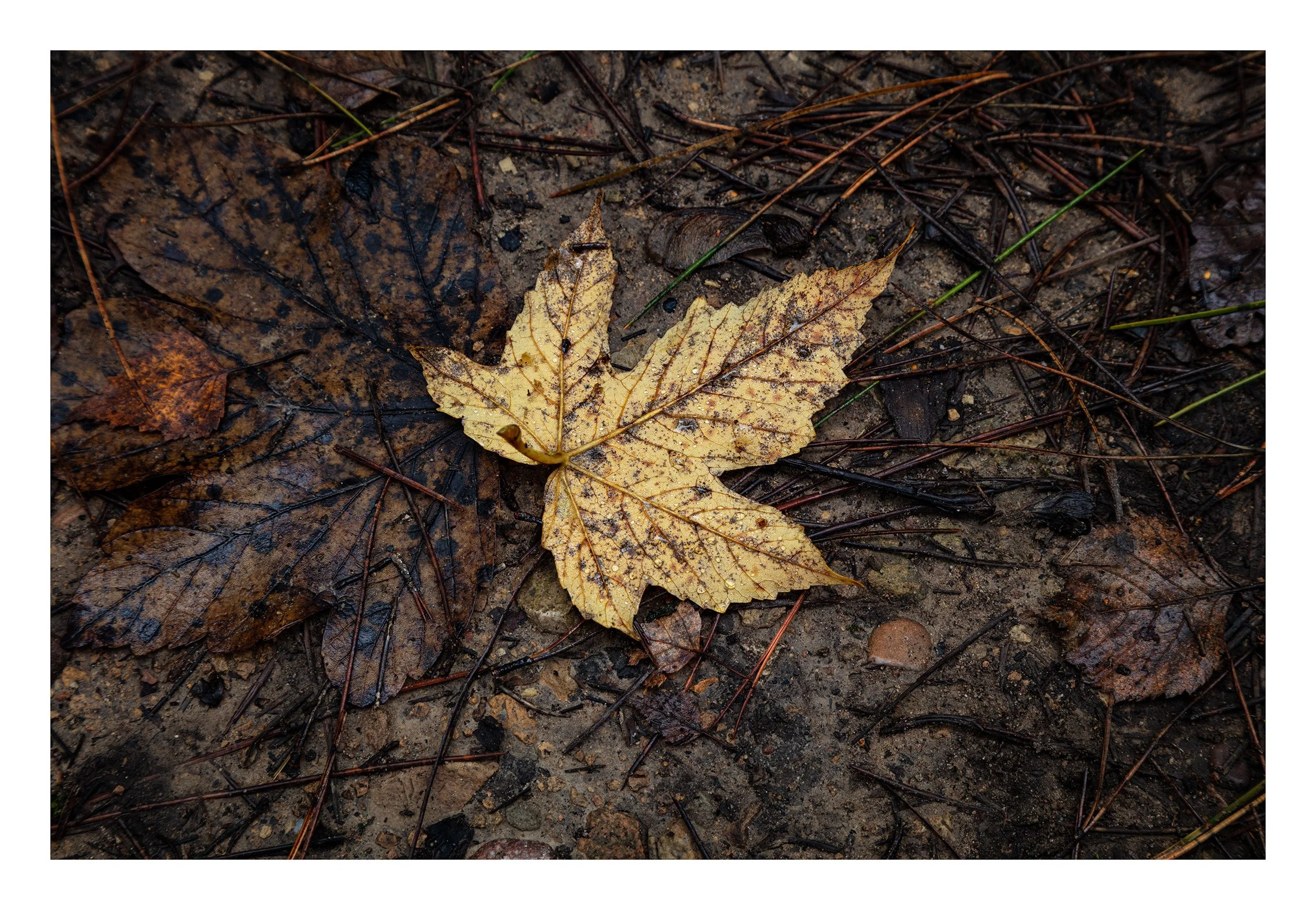 20221106_Thieves Wood_79.jpg