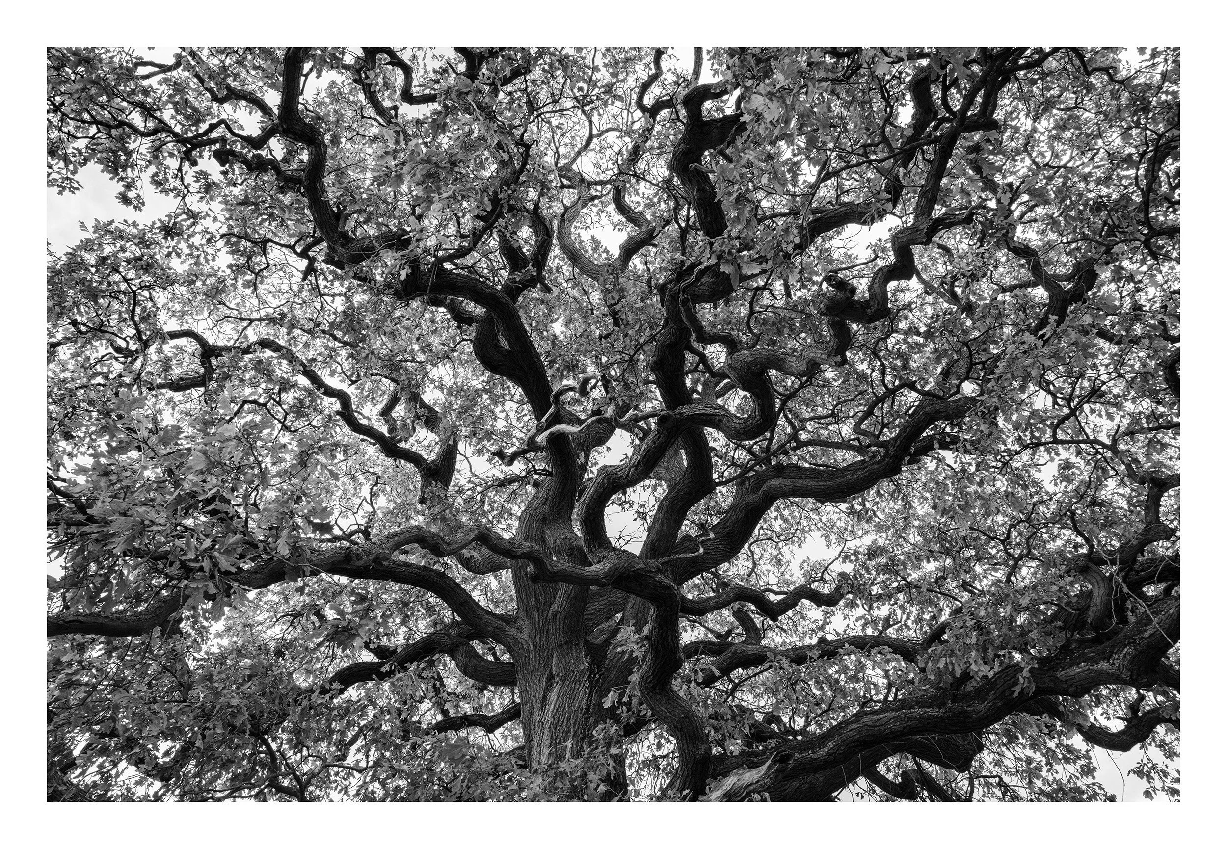 20221028_Clumber Park_27BW.jpg