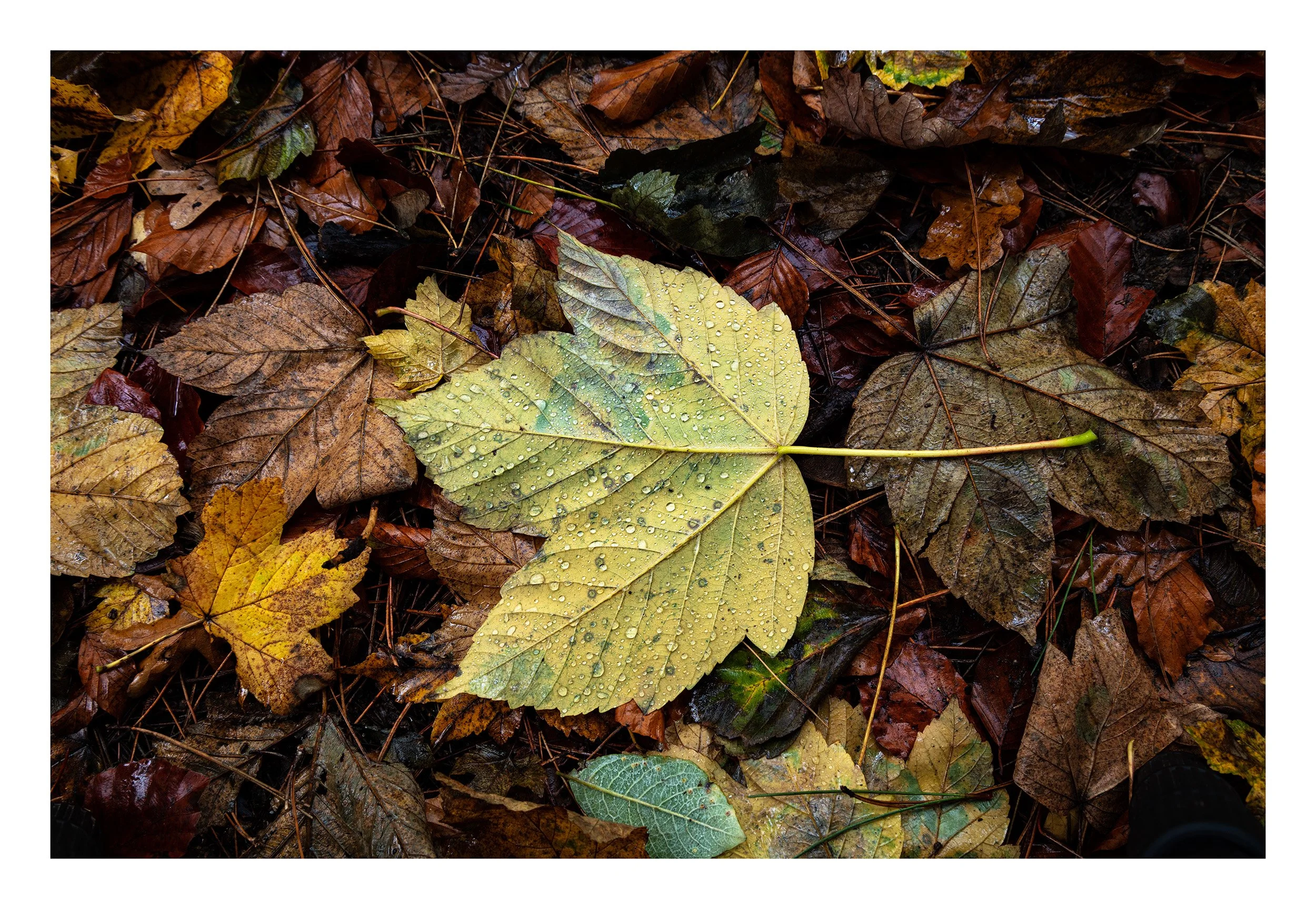 20221106_Thieves Wood_4.jpg