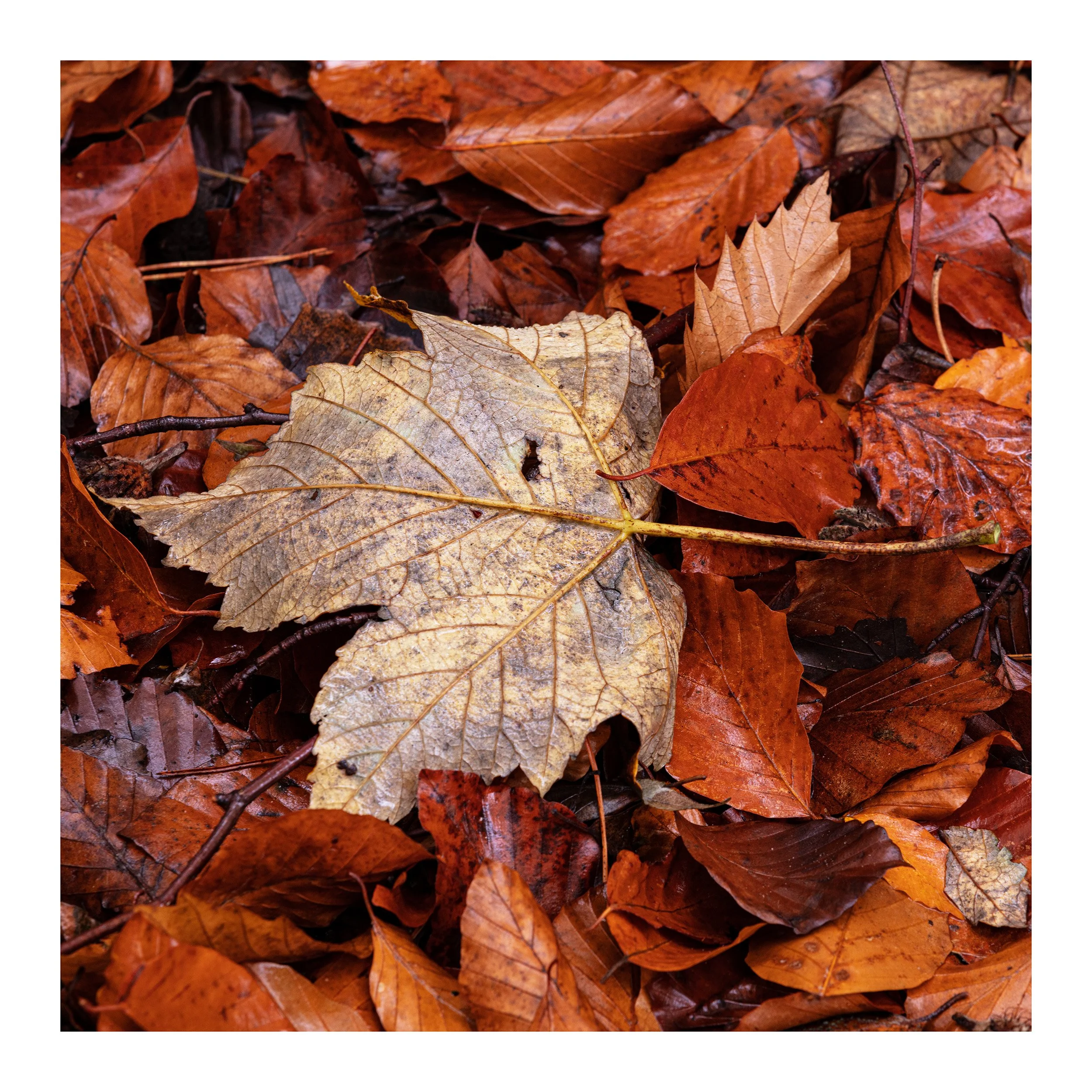 20221106_Thieves Wood_59.jpg