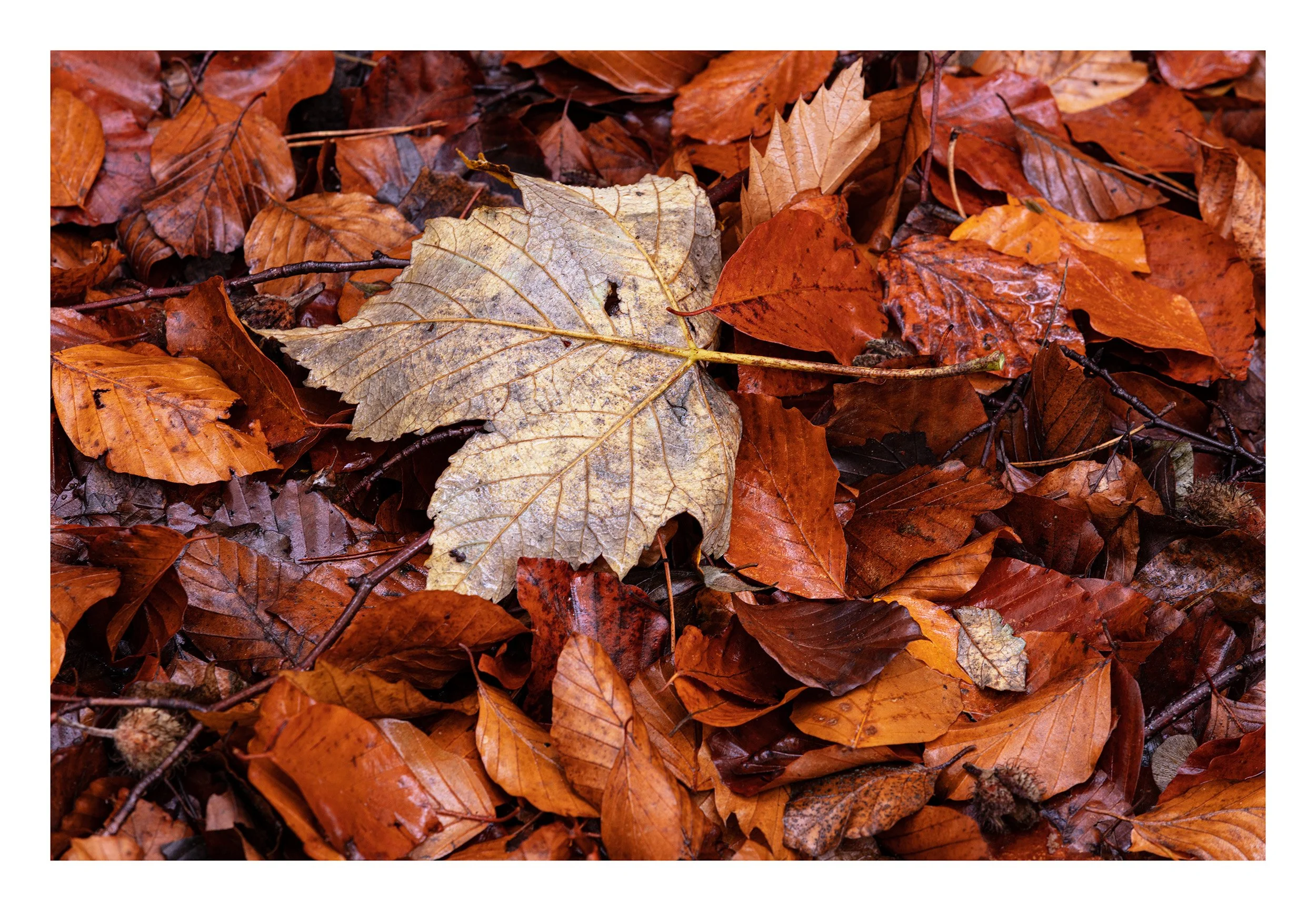 20221106_Thieves Wood_58.jpg