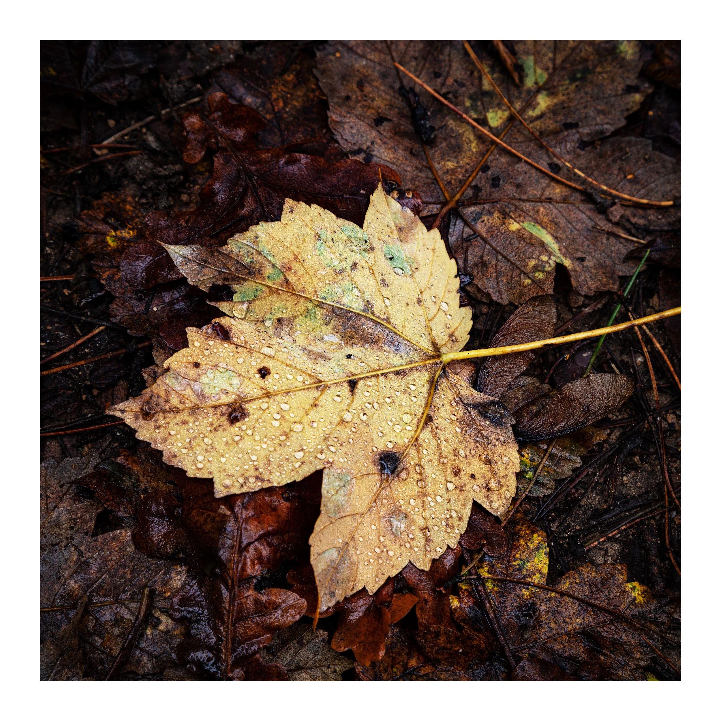 20221106_Thieves Wood_89.jpg