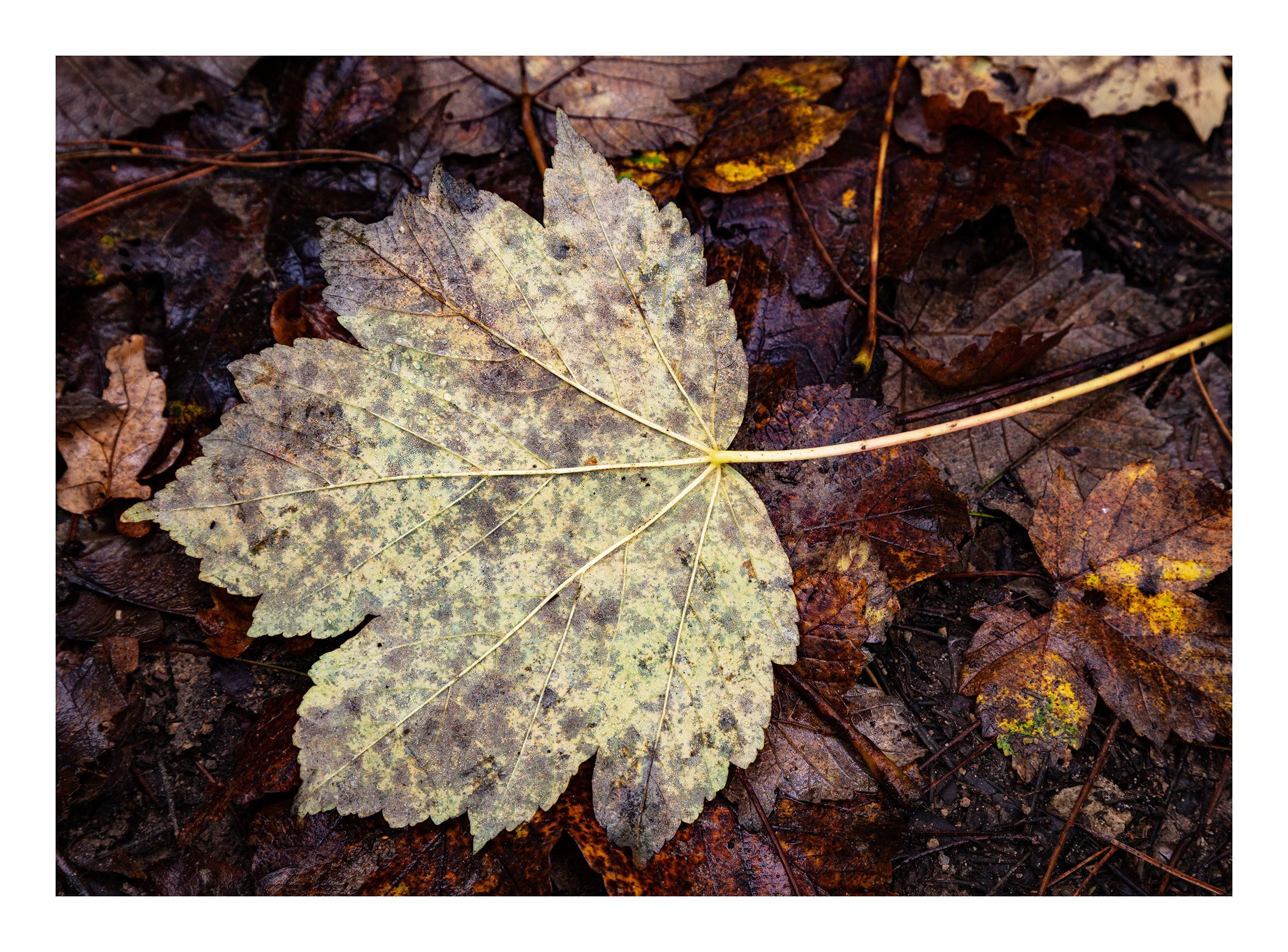 20221106_Thieves Wood_88.jpg