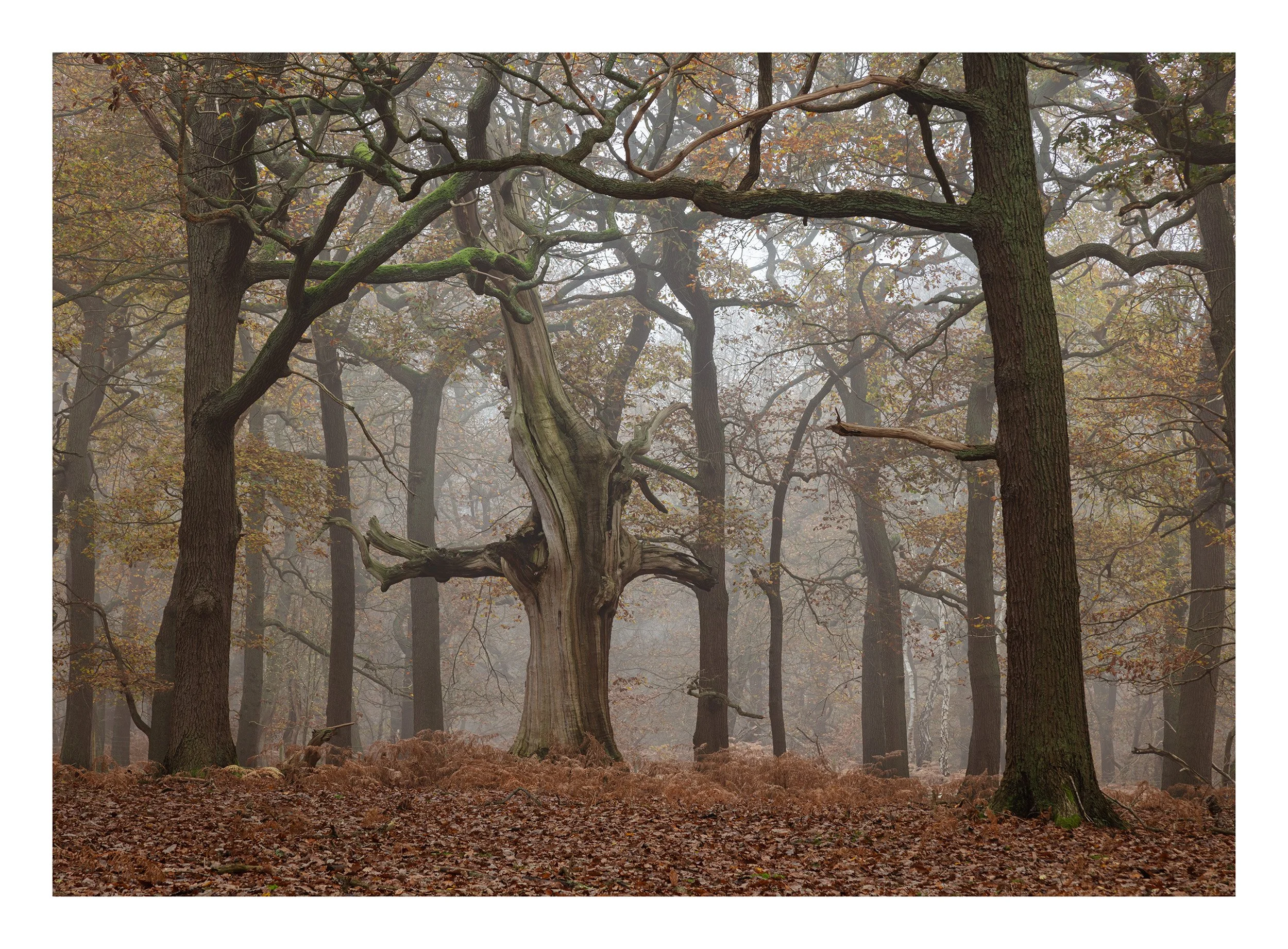 20221202_Sherwood Forest_74.jpg