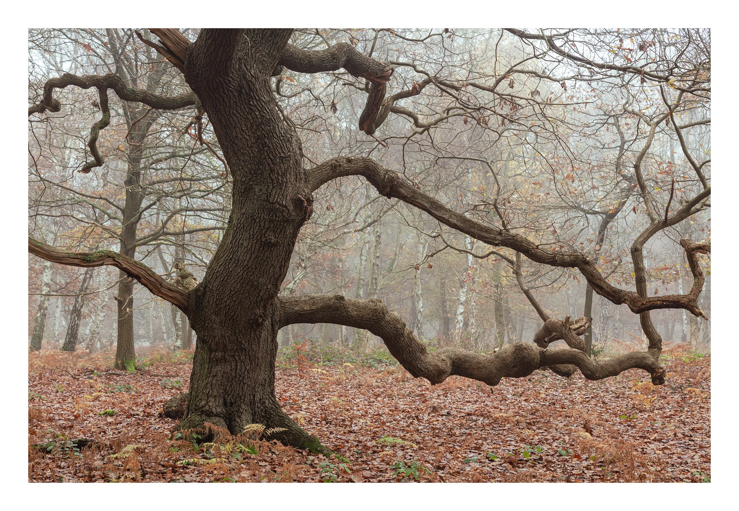 20221202_Sherwood Forest_72.jpg