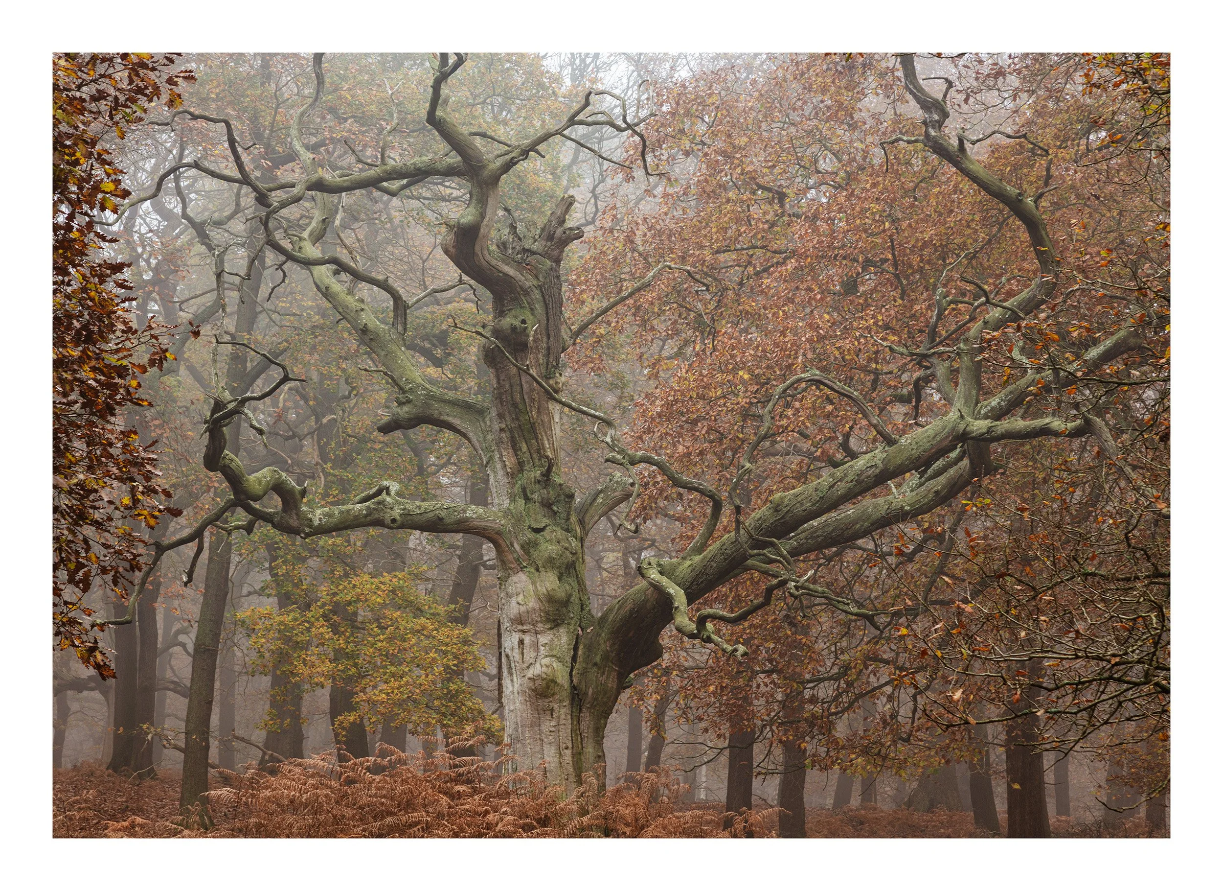 20221202_Sherwood Forest_71.jpg