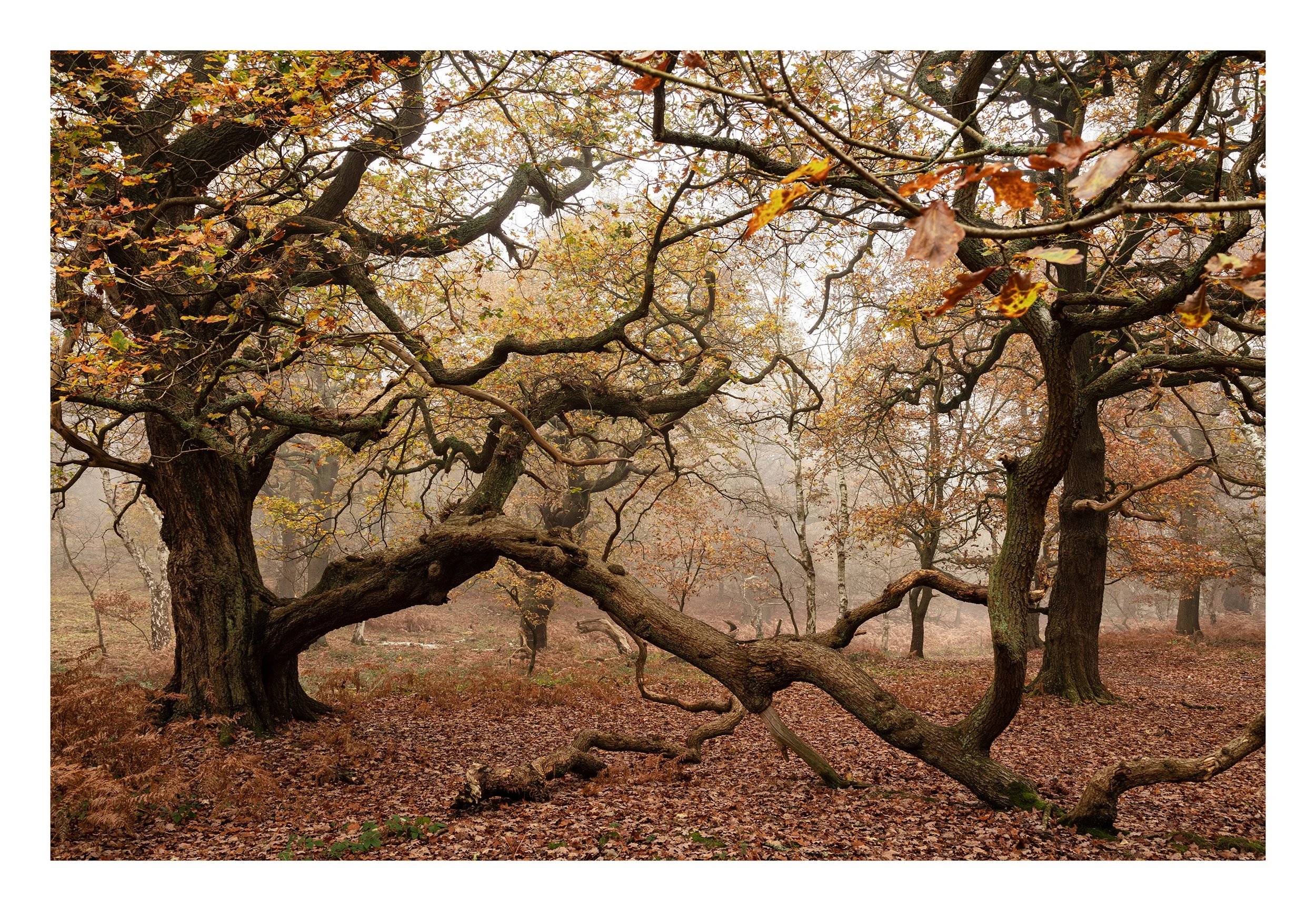 20221202_Sherwood Forest_58.jpg