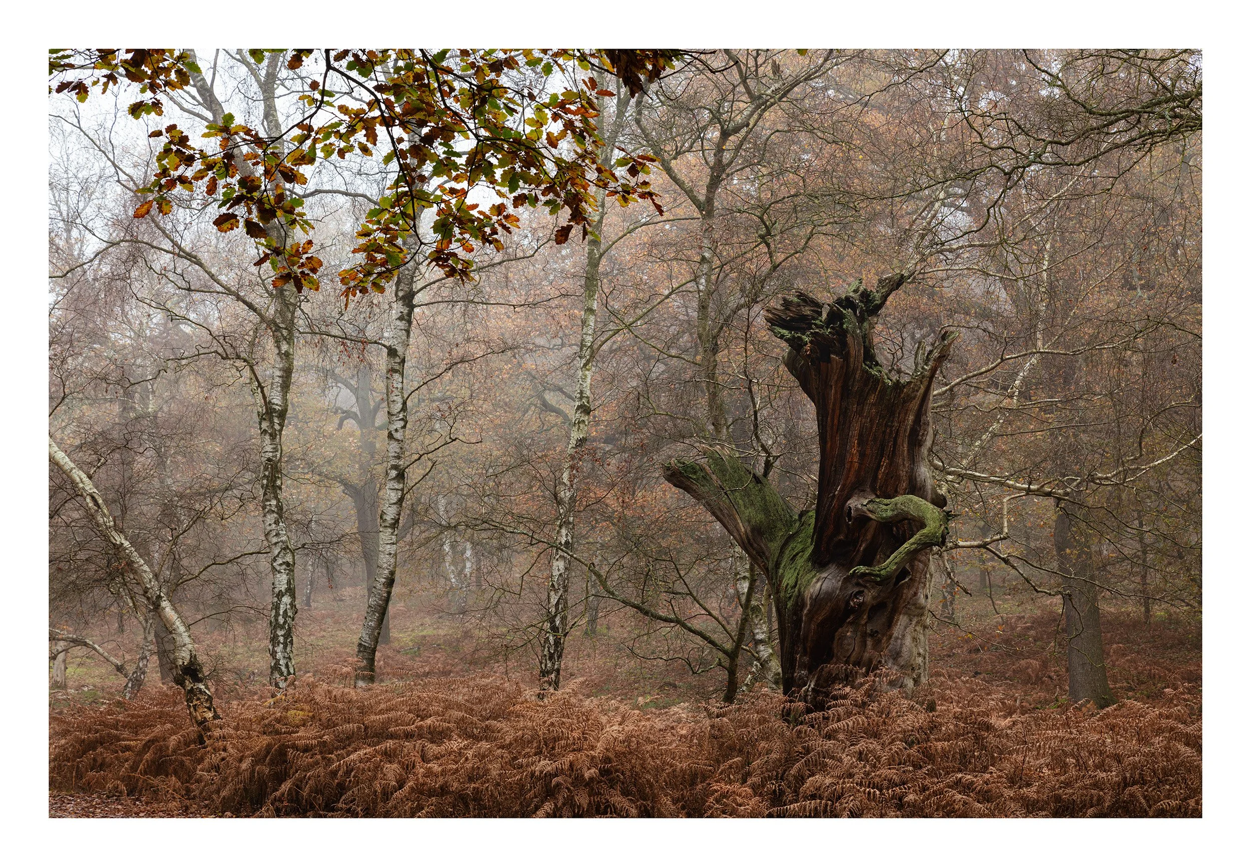 20221202_Sherwood Forest_67.jpg