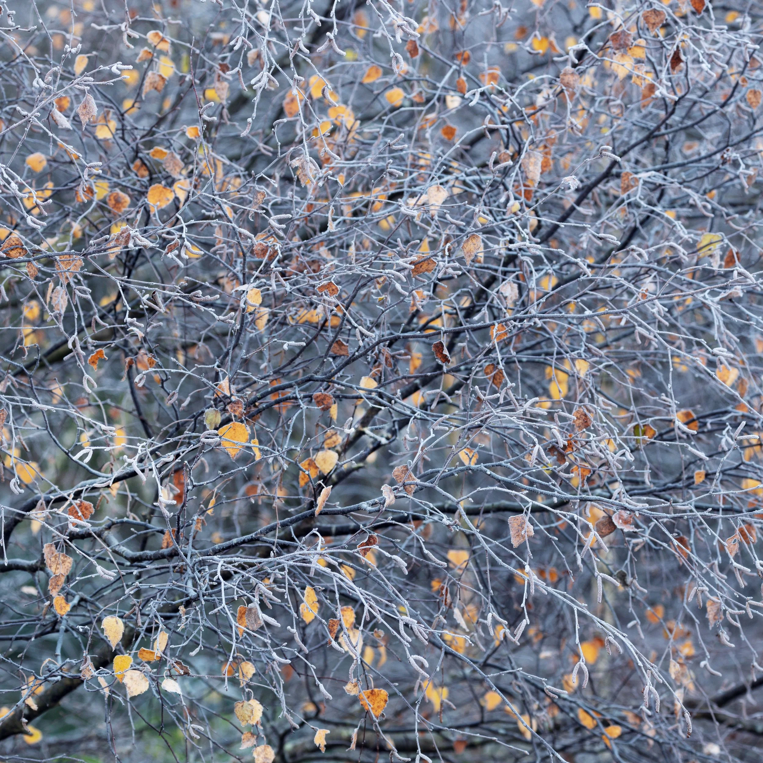 20221209_SFGC _123.jpg