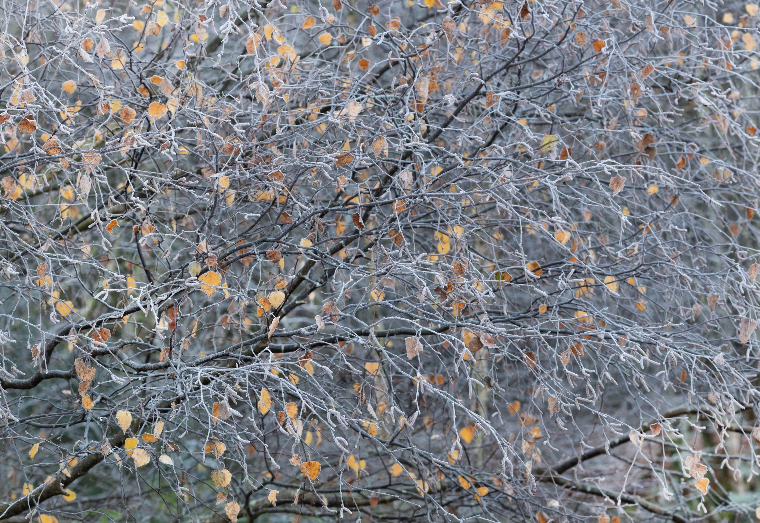 20221209_SFGC _117.jpg