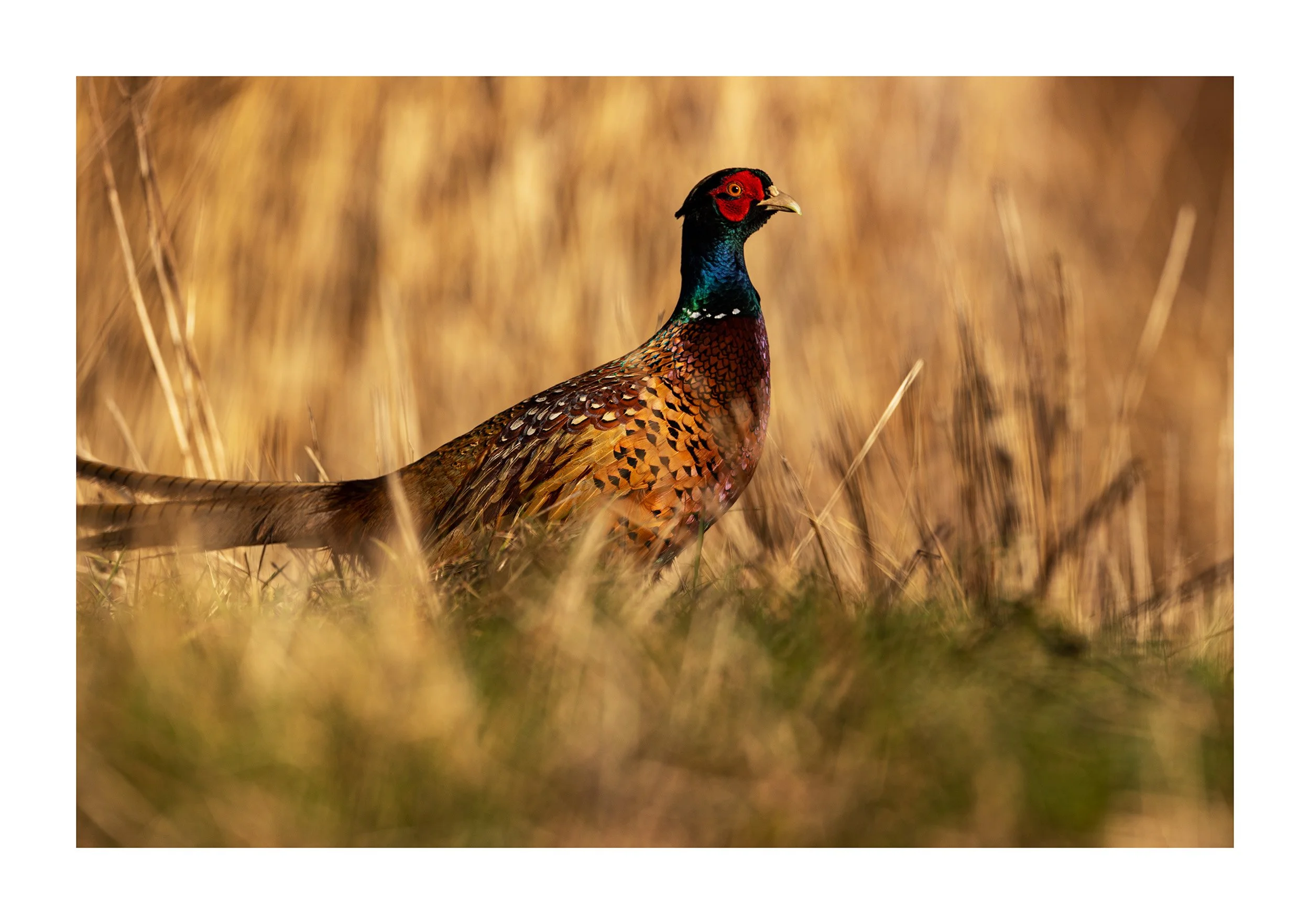 20230131_Frampton Sands_226.jpg