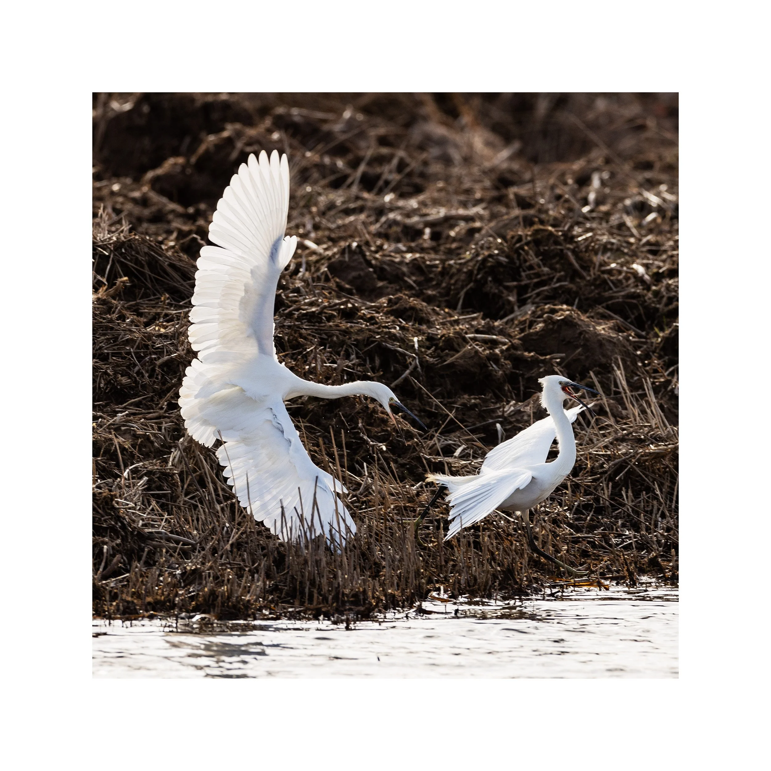 20230131_Frampton Sands_258.jpg