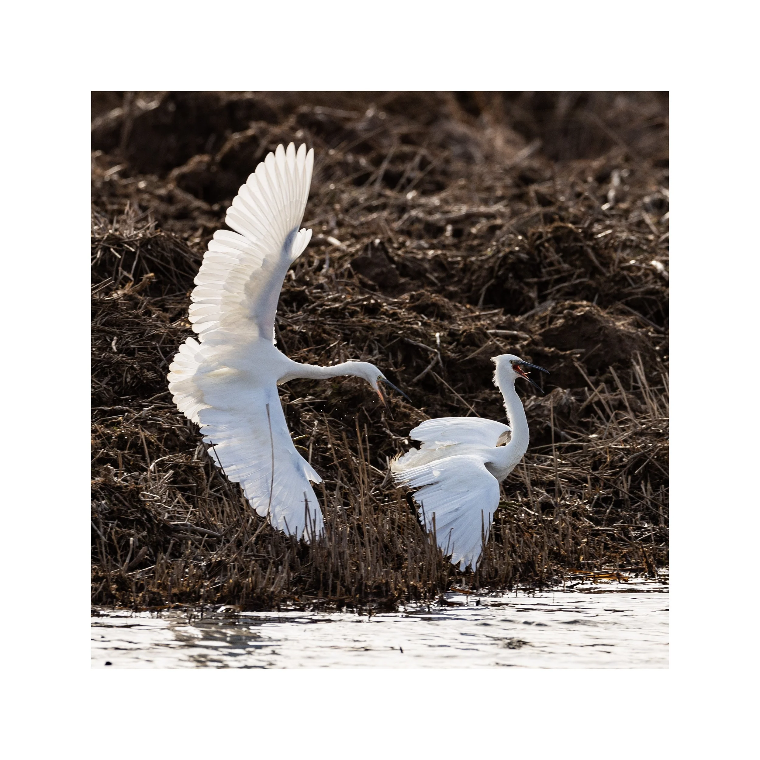 20230131_Frampton Sands_257.jpg