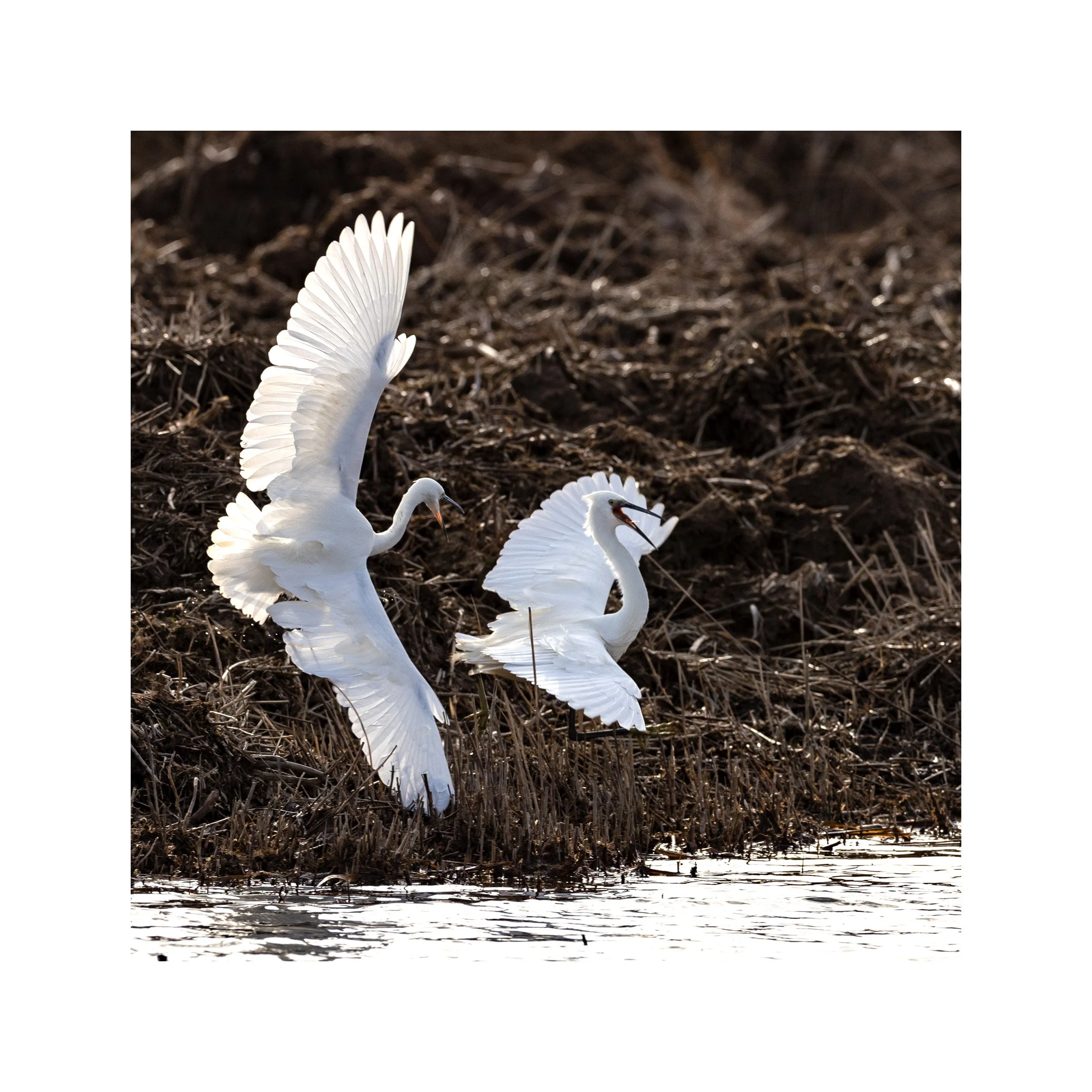 20230131_Frampton Sands_256.jpg